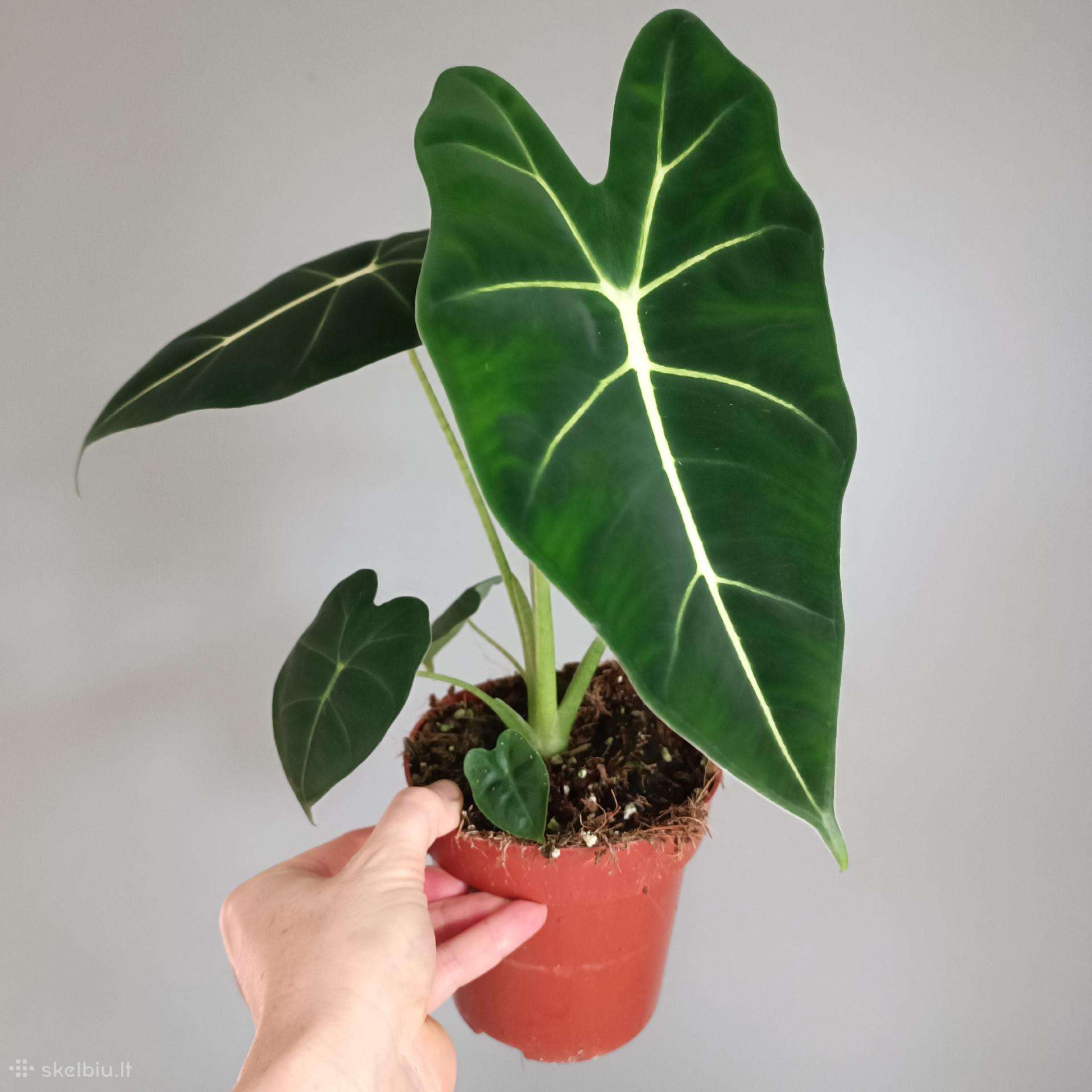Alocasia Frydek