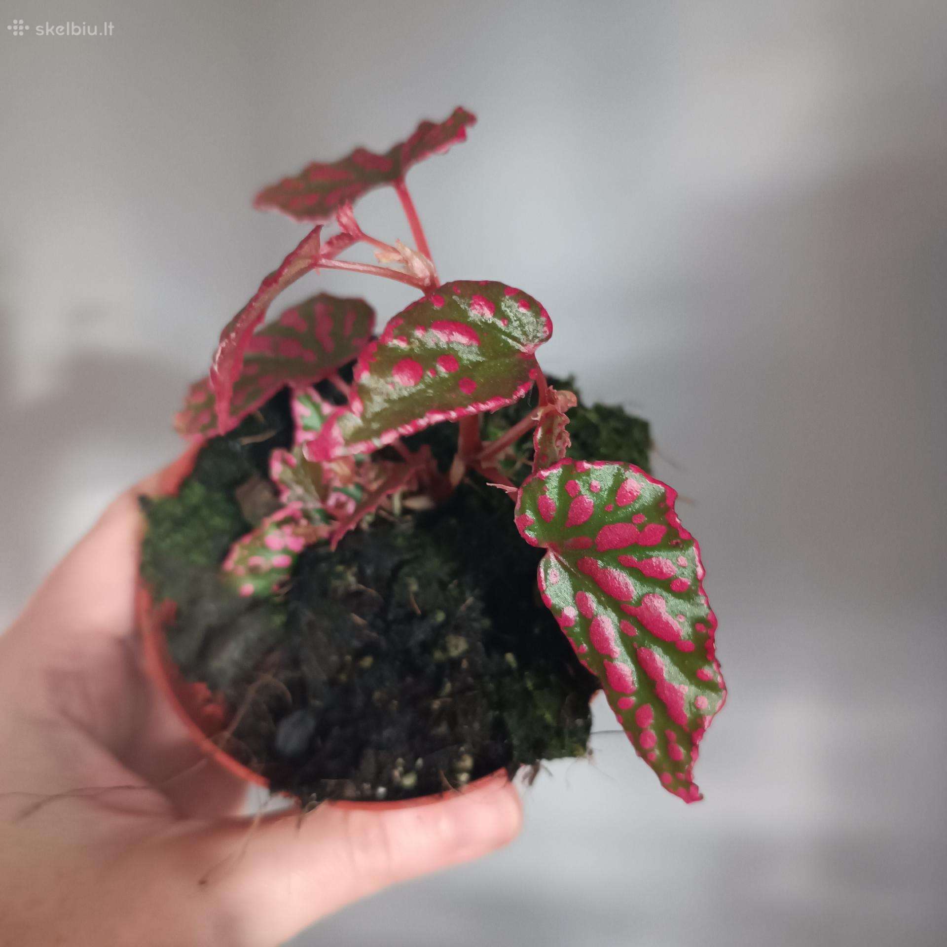 Begonia Negrosensis