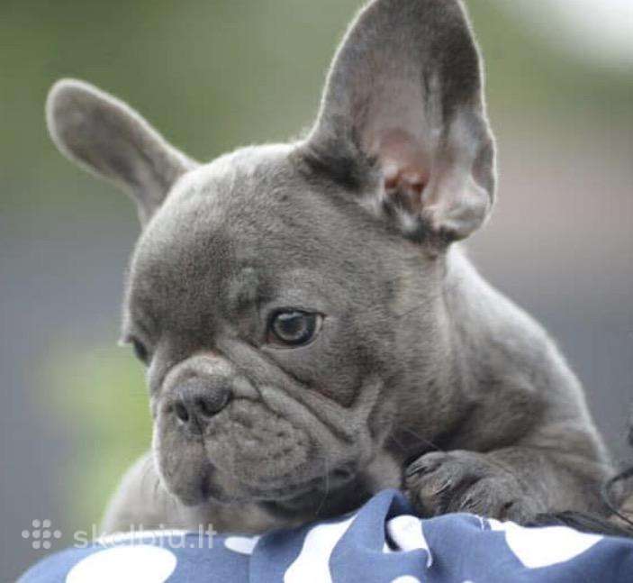 Kilmingi Prancuzu buldogai / French buldog