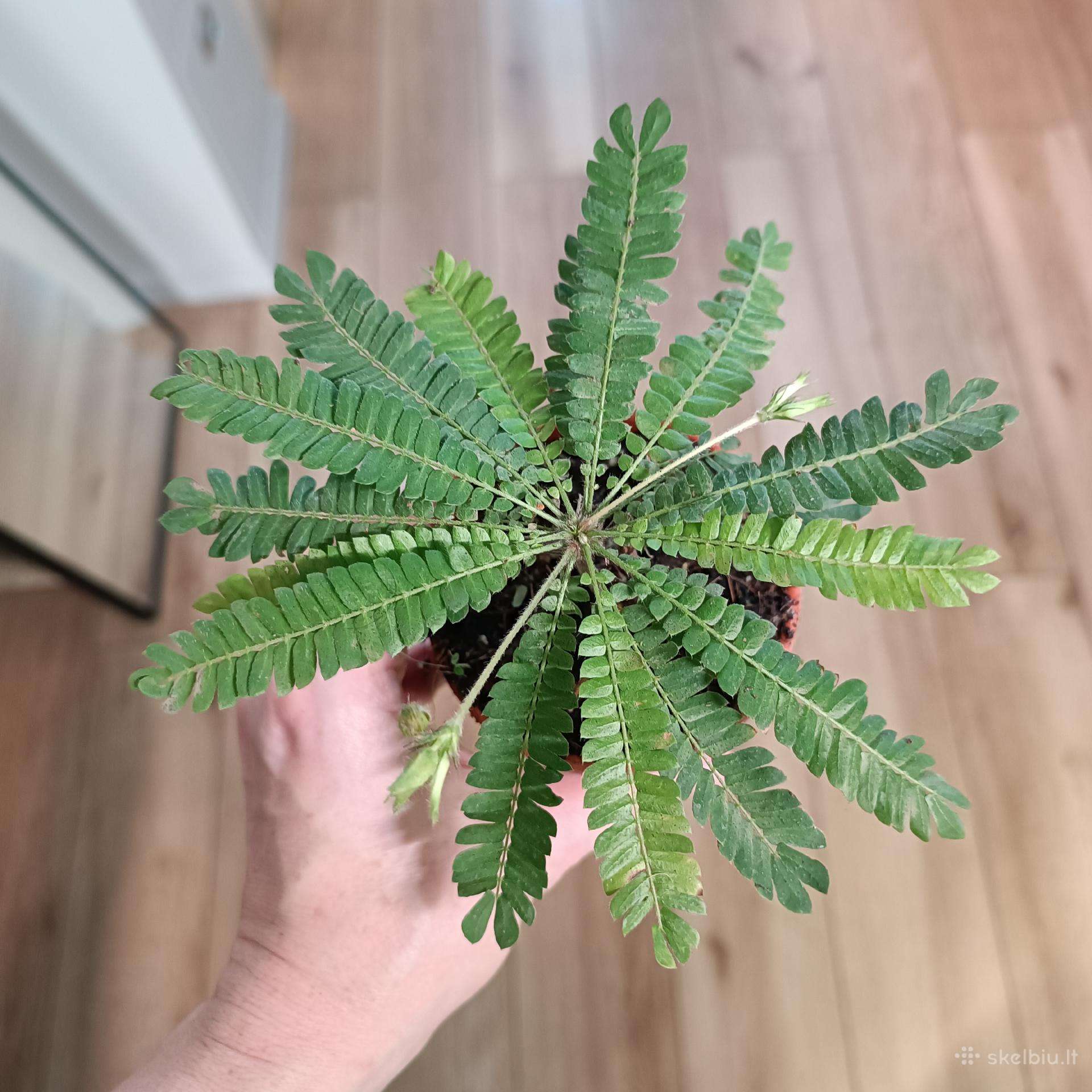 Biophytum Sensitivum