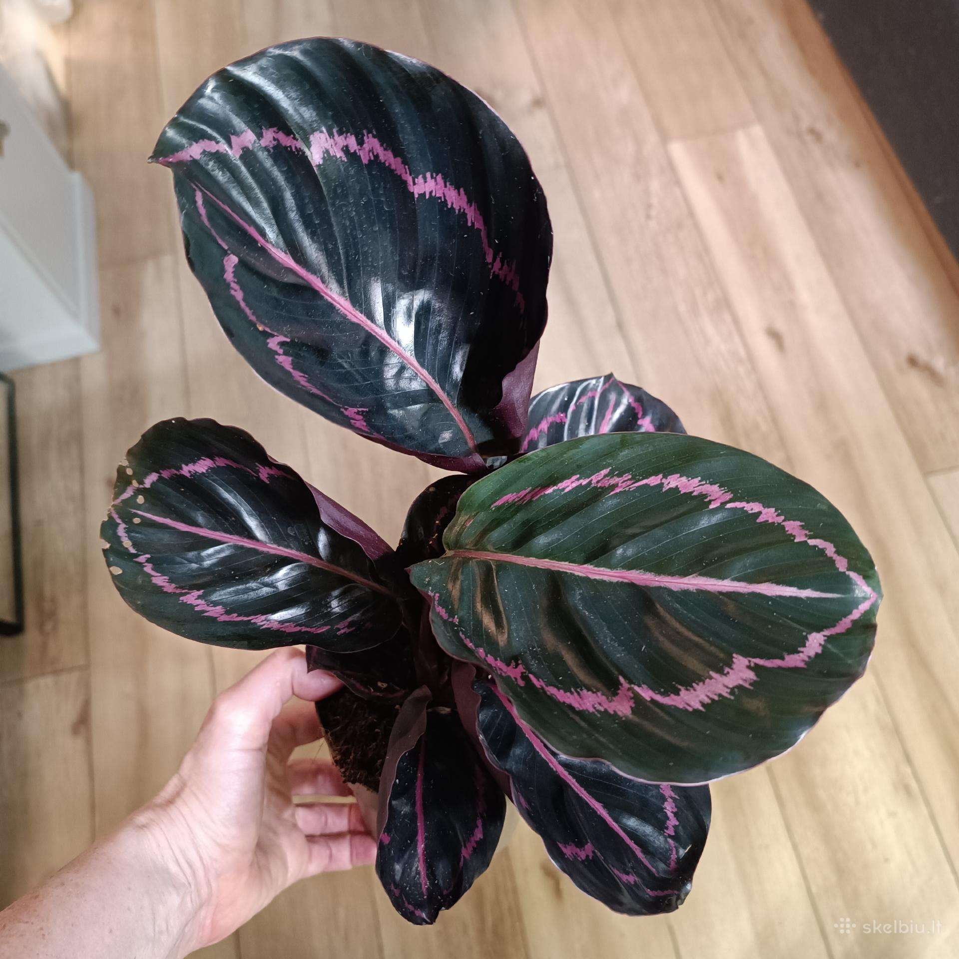 Calathea Roseopicta Dottie
