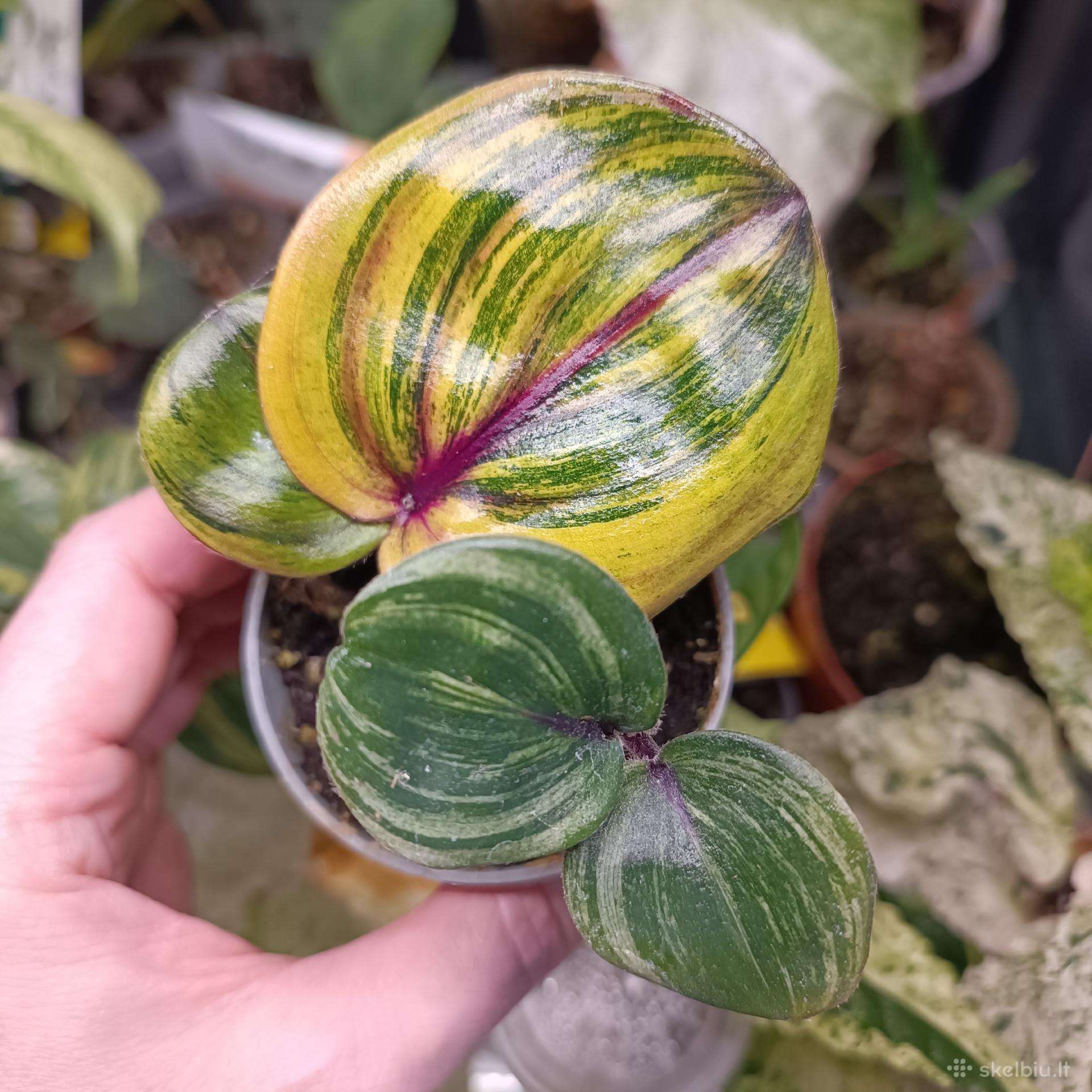 Geogenanthus Ciliatus Variegata