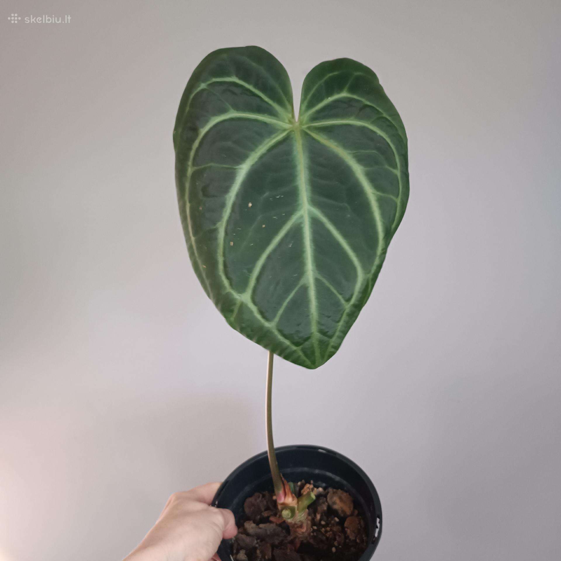 Anthurium Magnificum hibridas