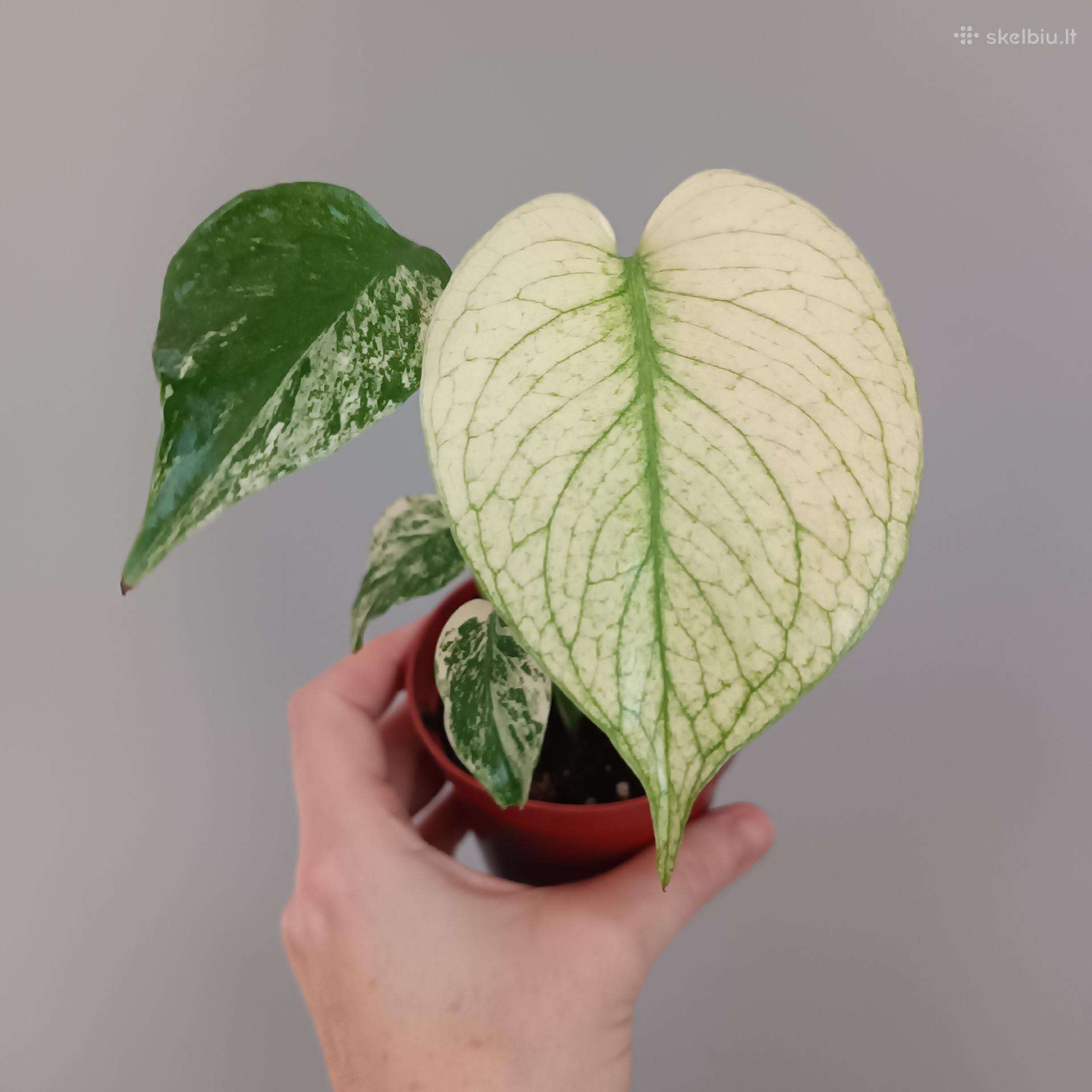 Monstera Deliciosa Mint