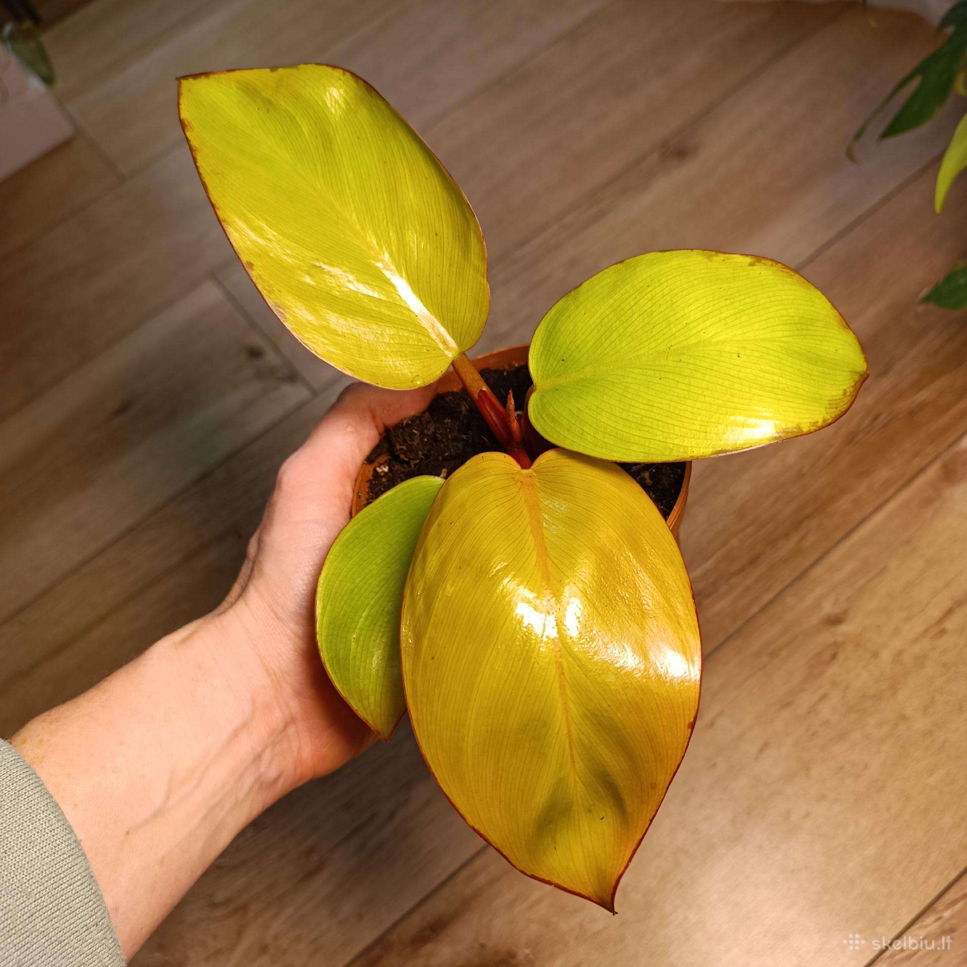 Philodendron Golden Mars