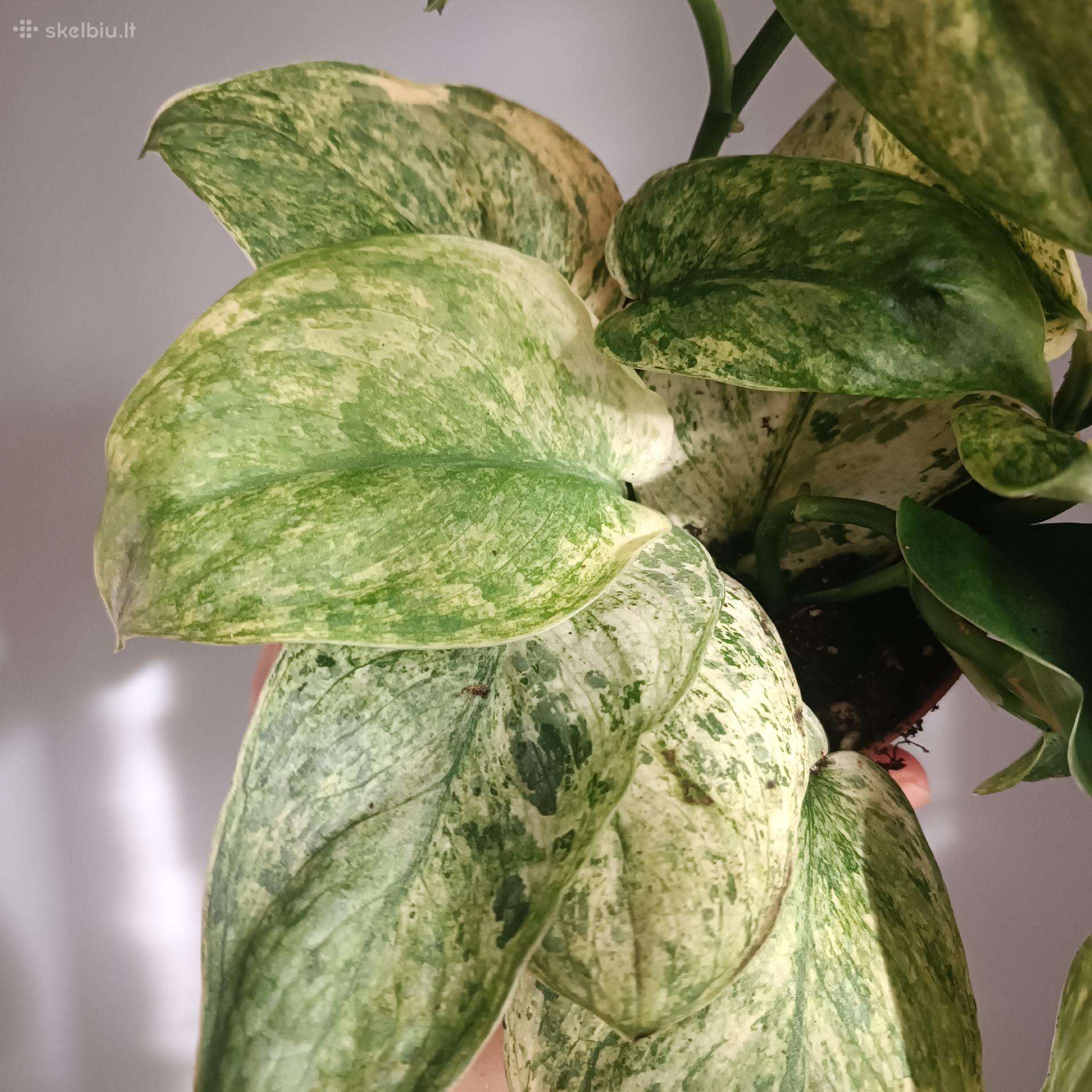 Scindapsus Peasun Variegata karpiniai