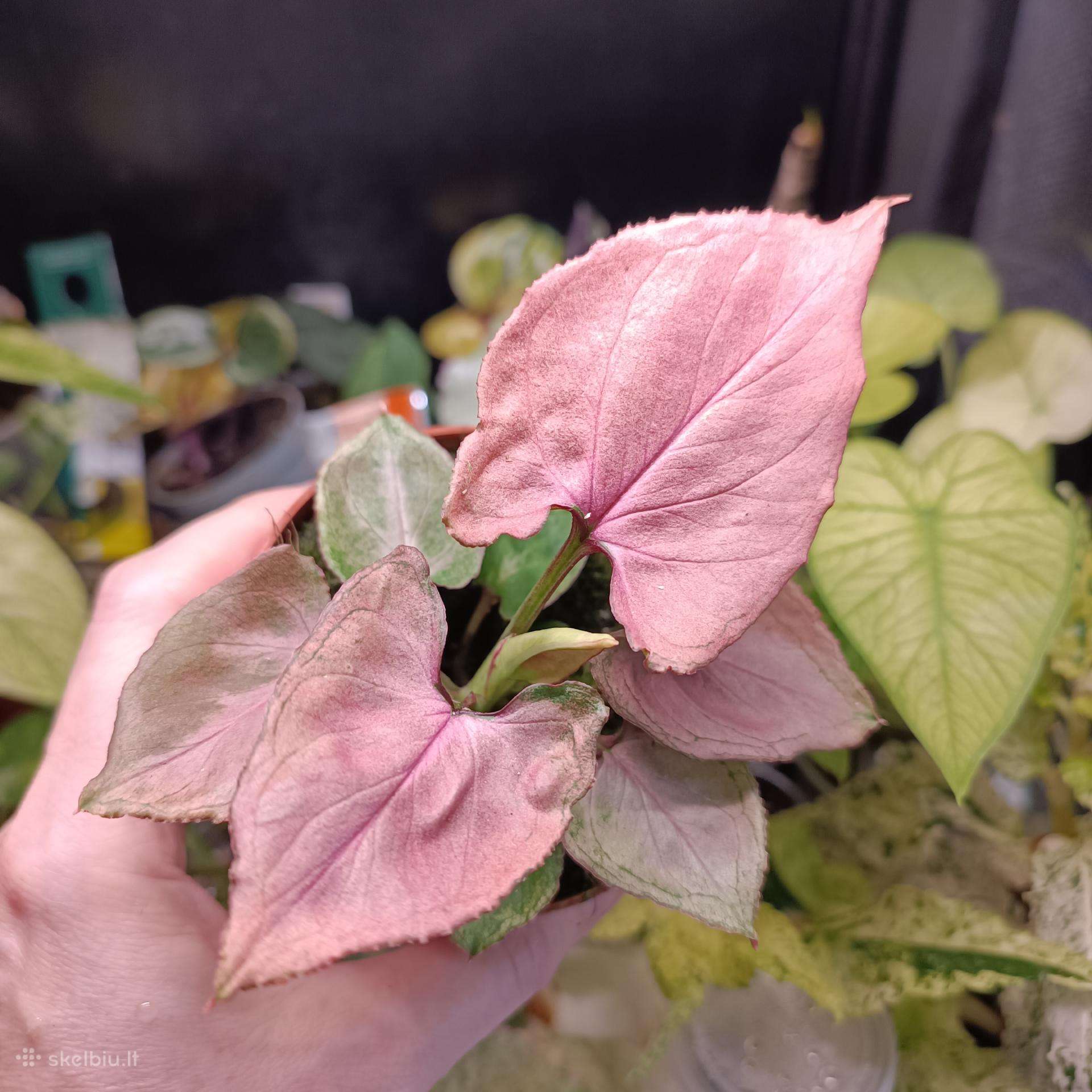 Syngonium Pink Perfection