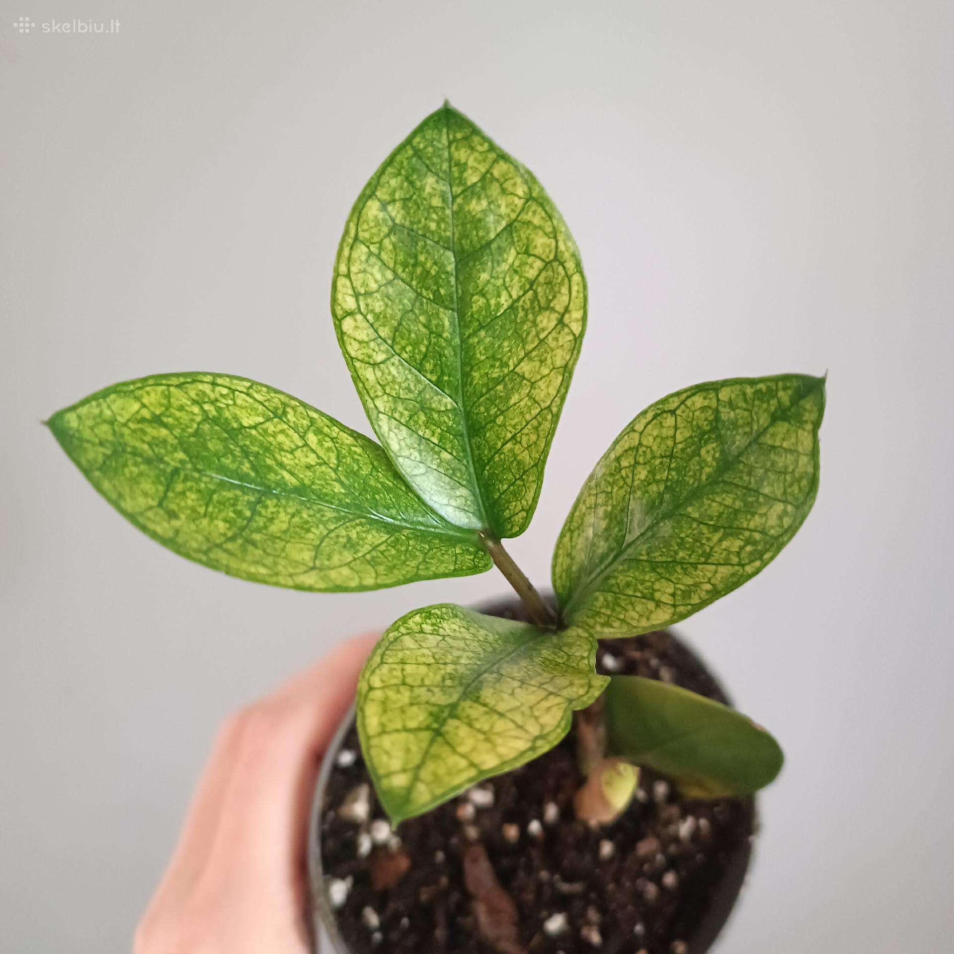 Zamioculcas Zamiifolia Chameleon