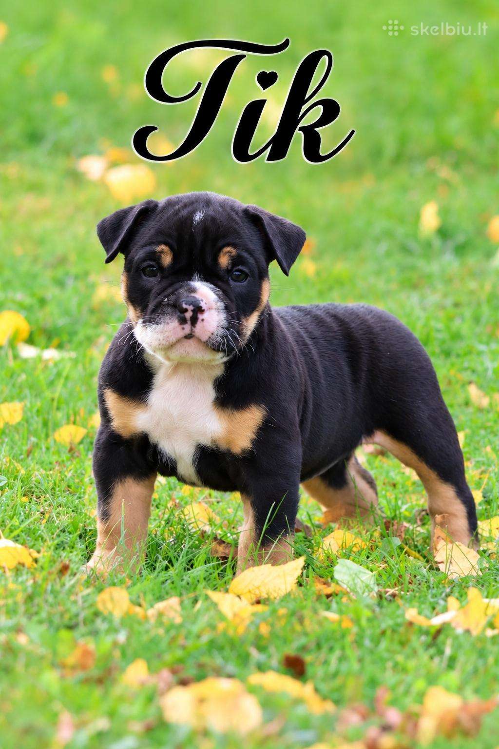 Old English Bulldog Šuniukai – Švedijoje