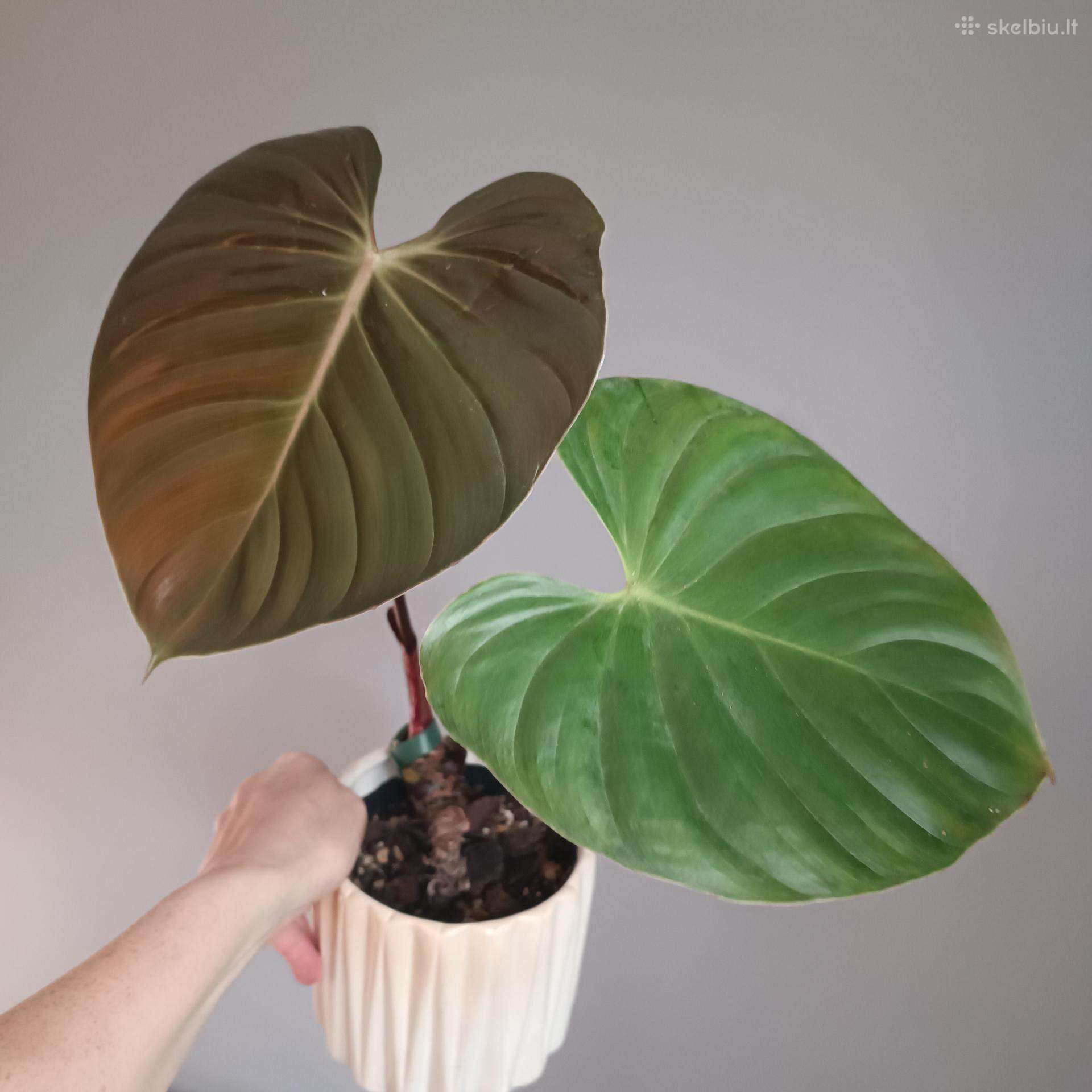 Philodendron Lynamii