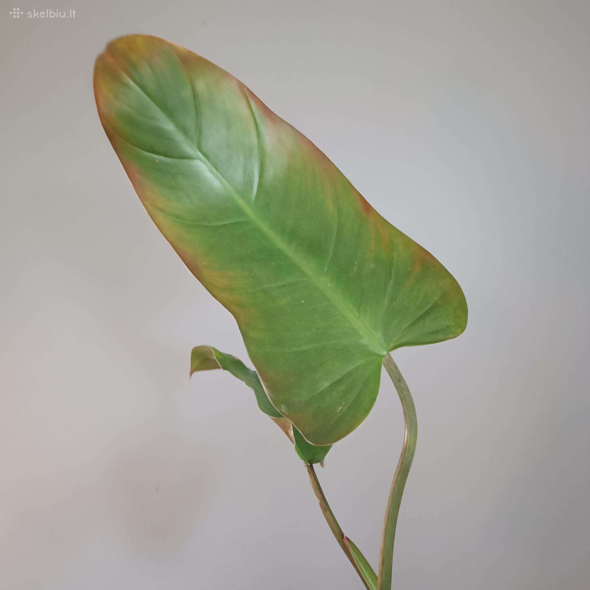 Philodendron Whipple Way Green