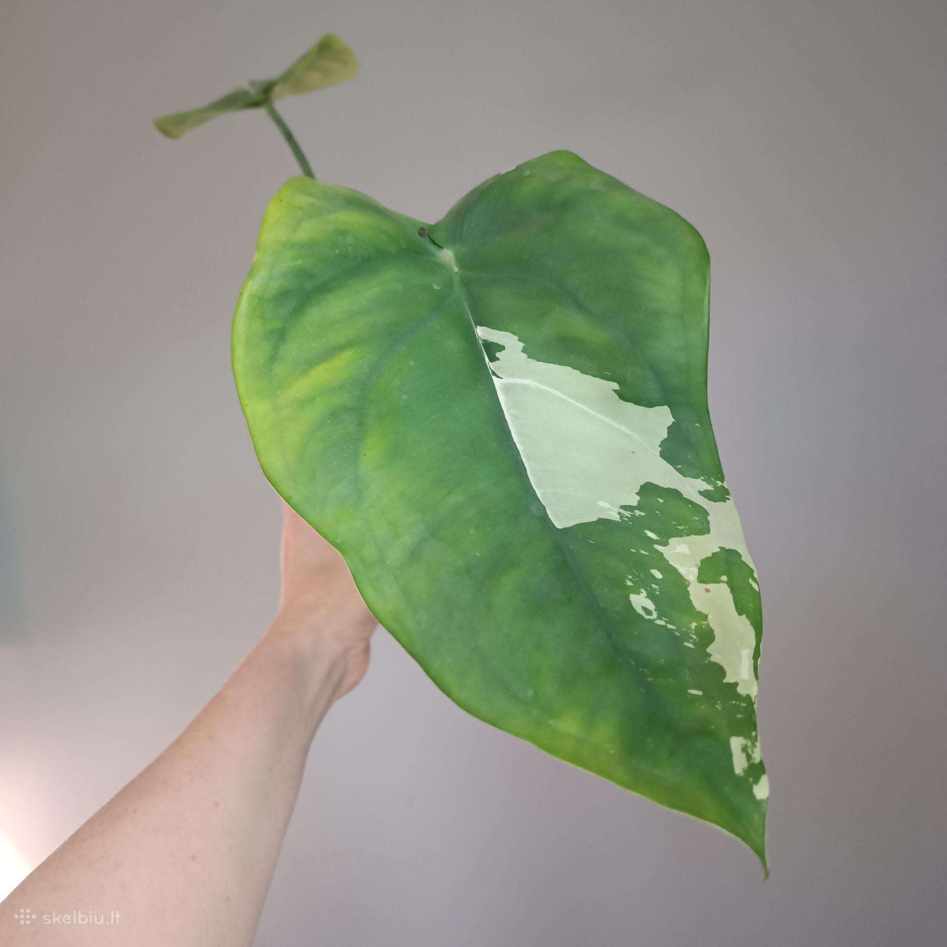 Syngonium Chiapense variegated