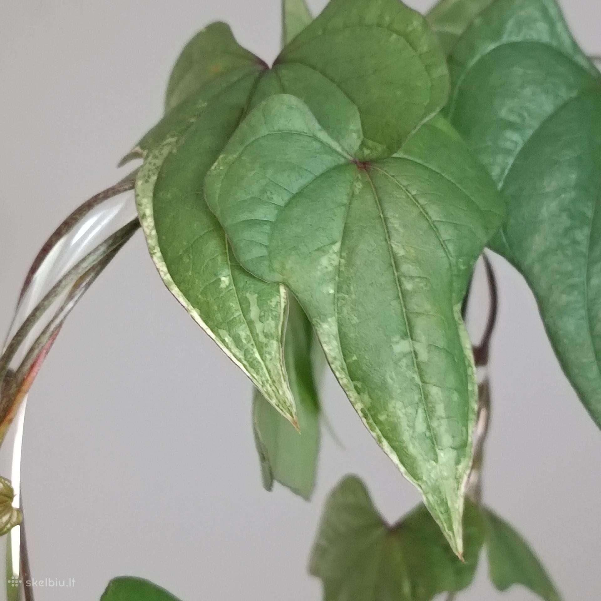 Dioscorea sp. Variegated