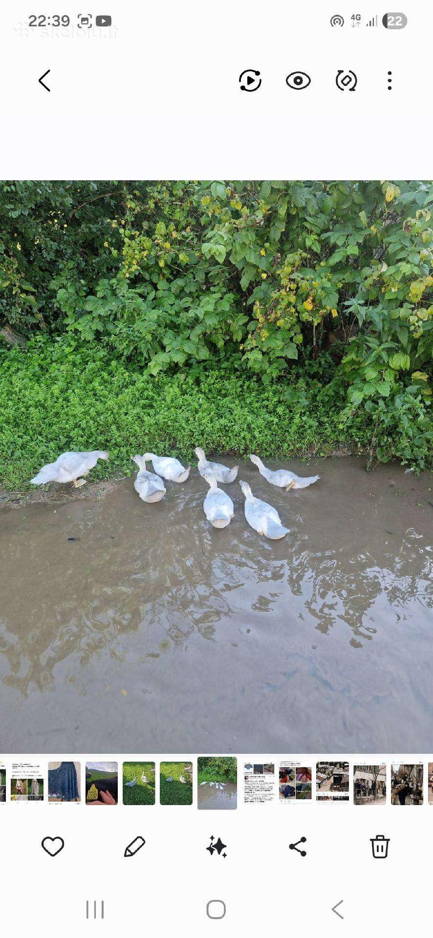 Muskusinės antys