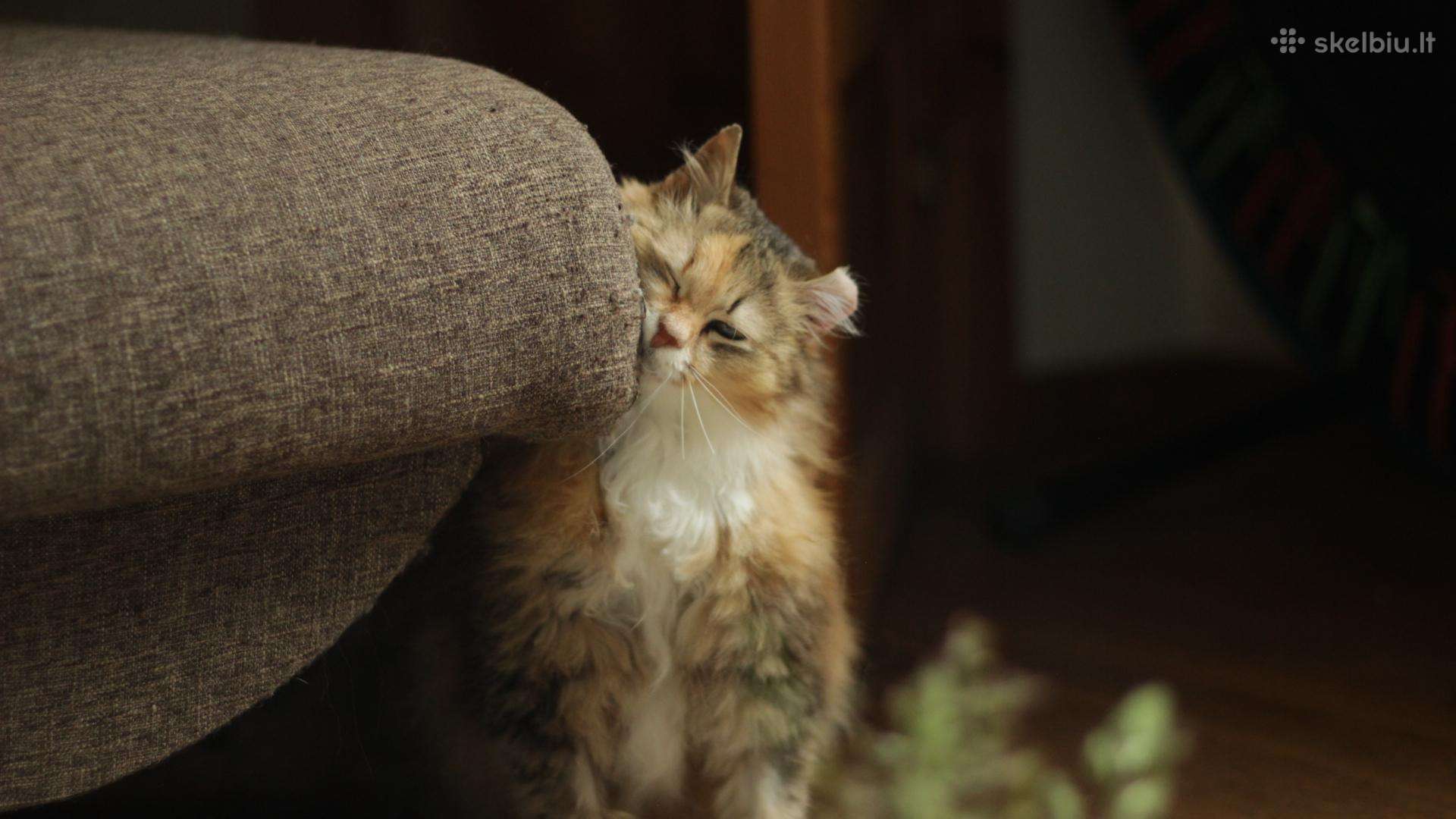 Princesė,benamėlė, galimybė atvežti į kitą miestą