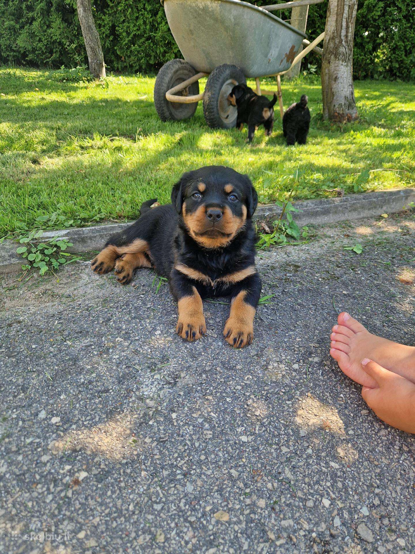 Meilė