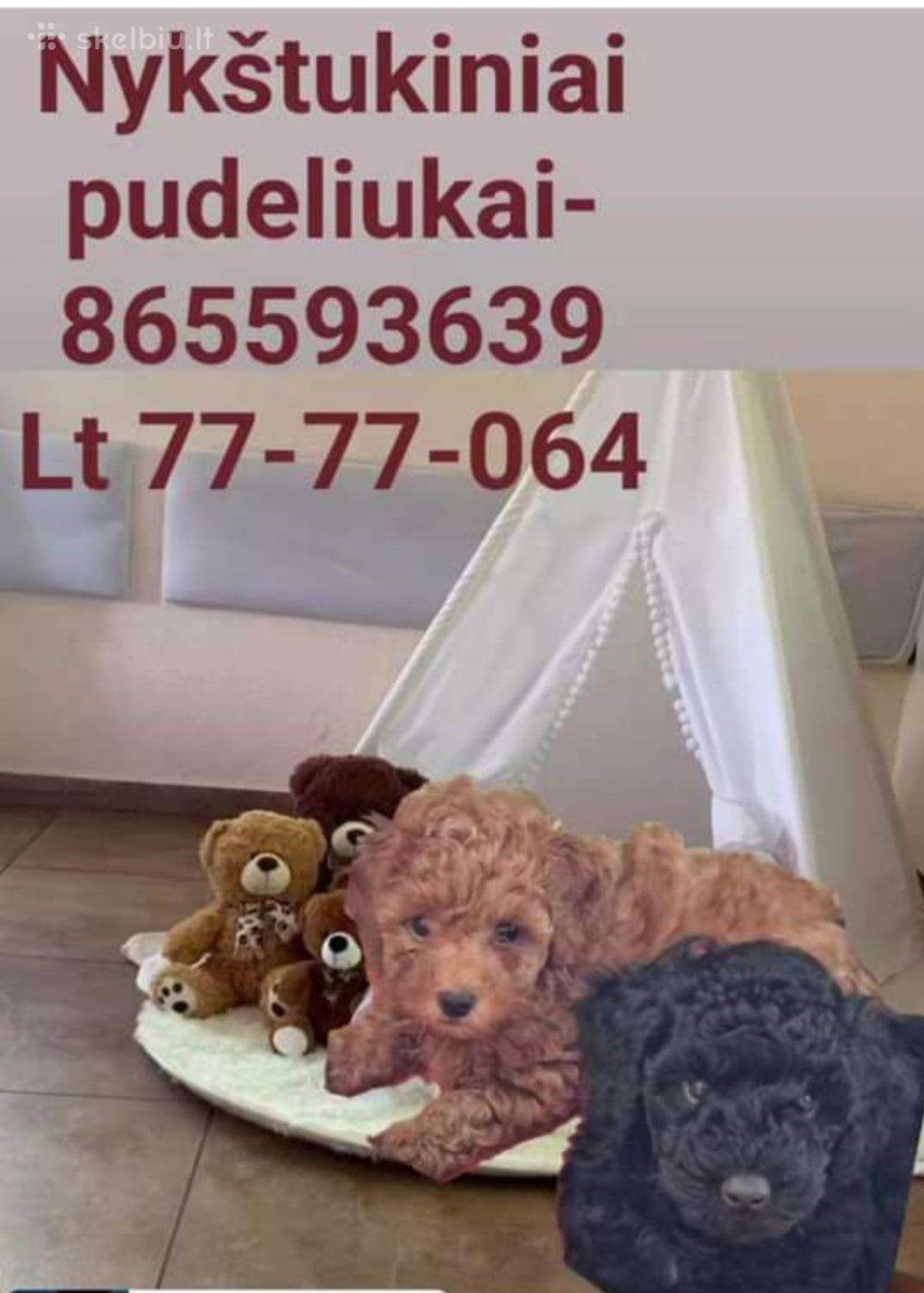 Turim šuniukų