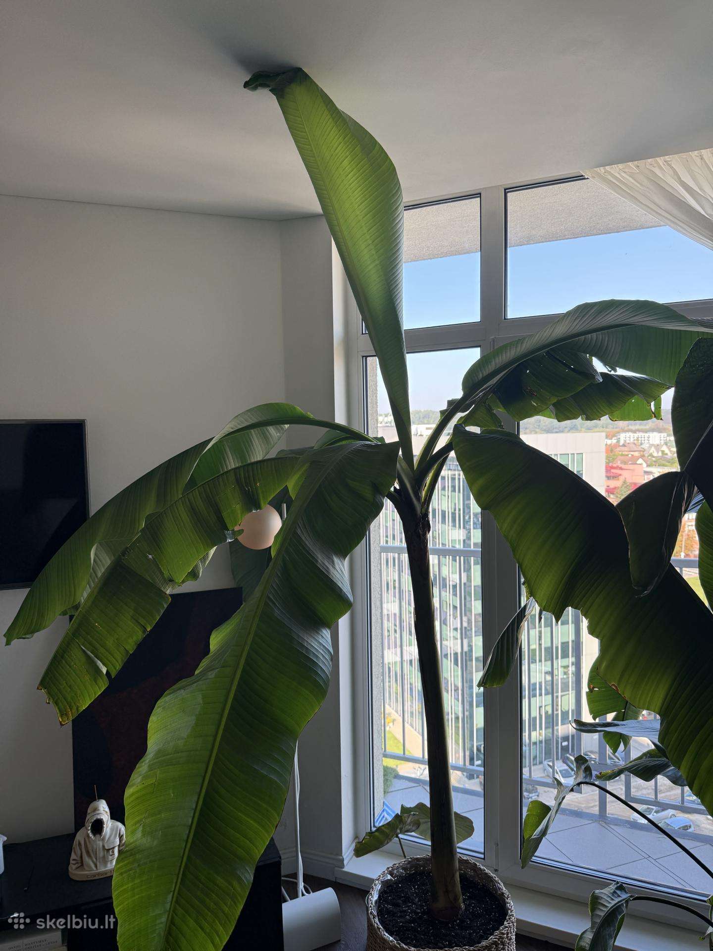 Bananas