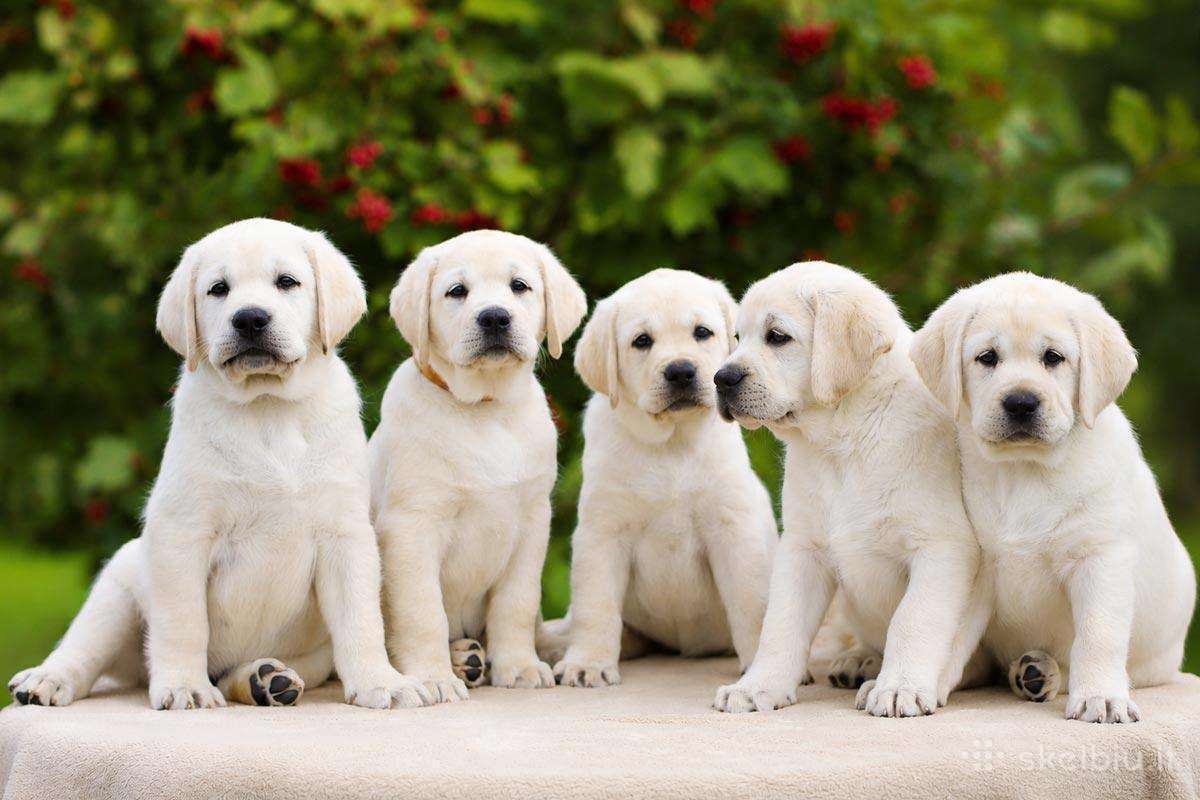 Kilmingi Labradoro retriverių veislės šuniukai