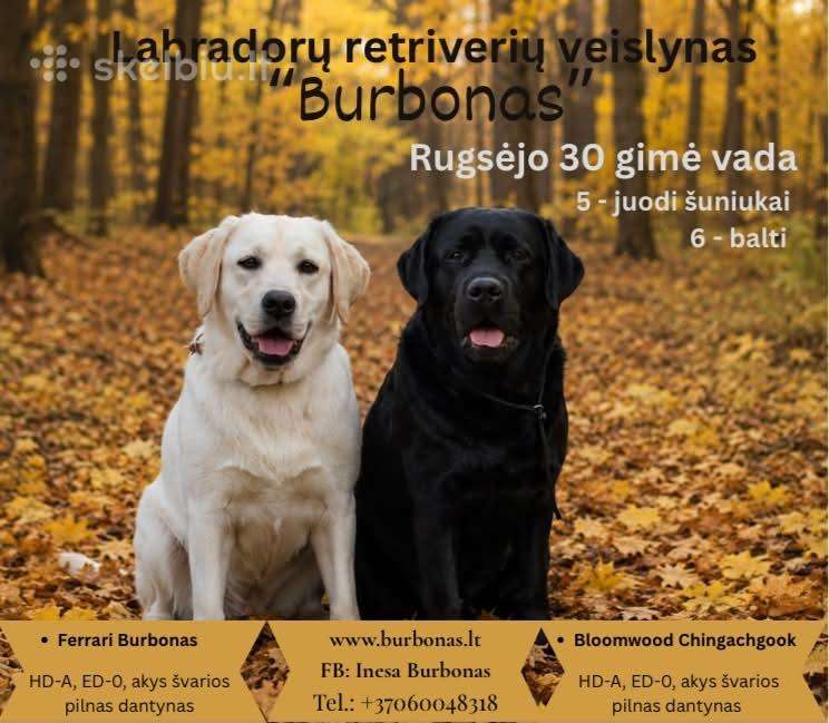 Labradorų veislynas "Burbonas" sulaukė mažylių!