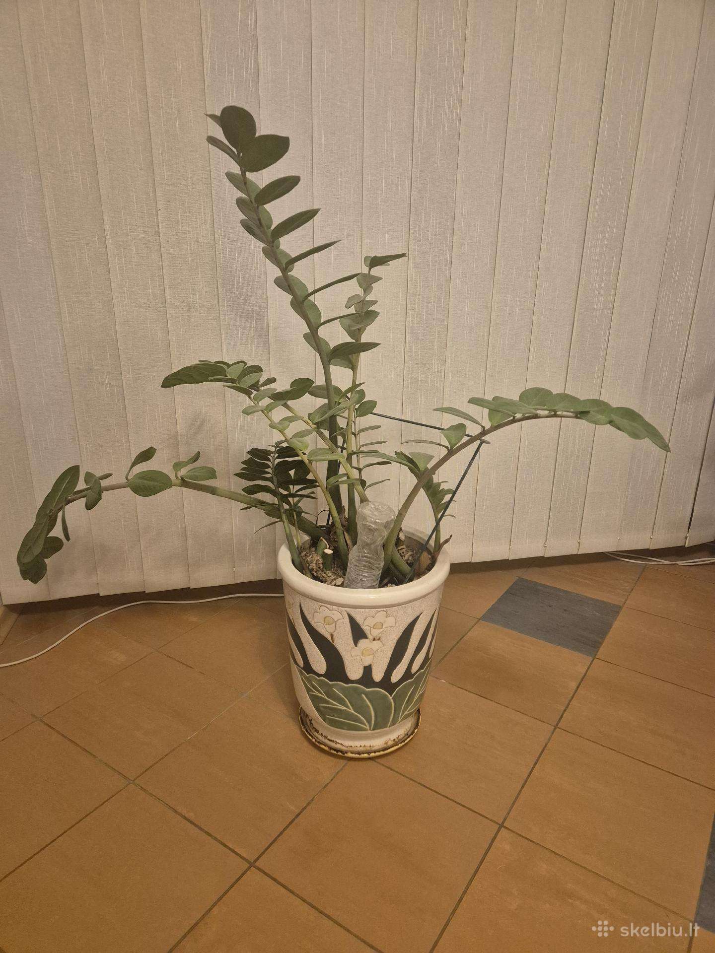 Pinigų medis su vazonu