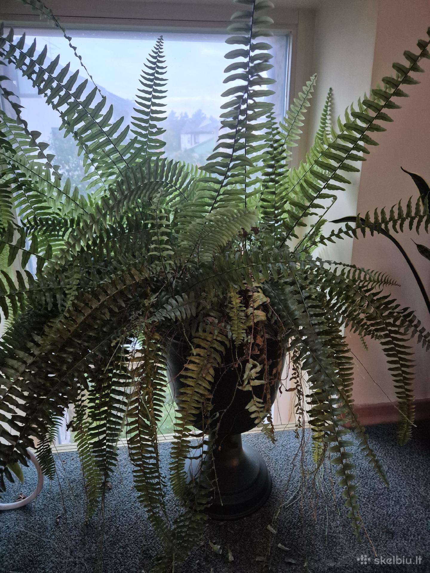 Papartis su vazonu
