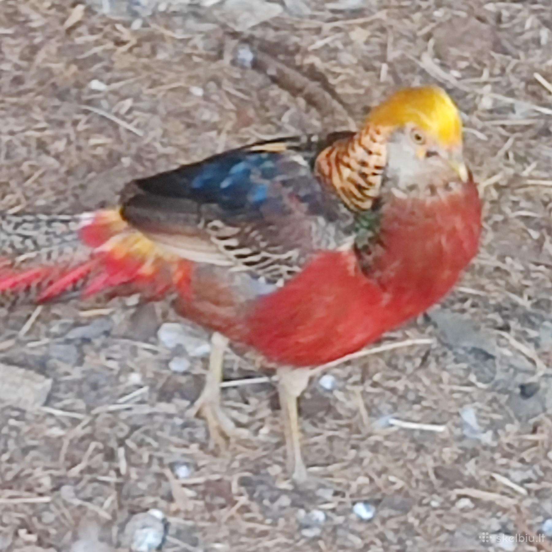 Auksiniai fazanai