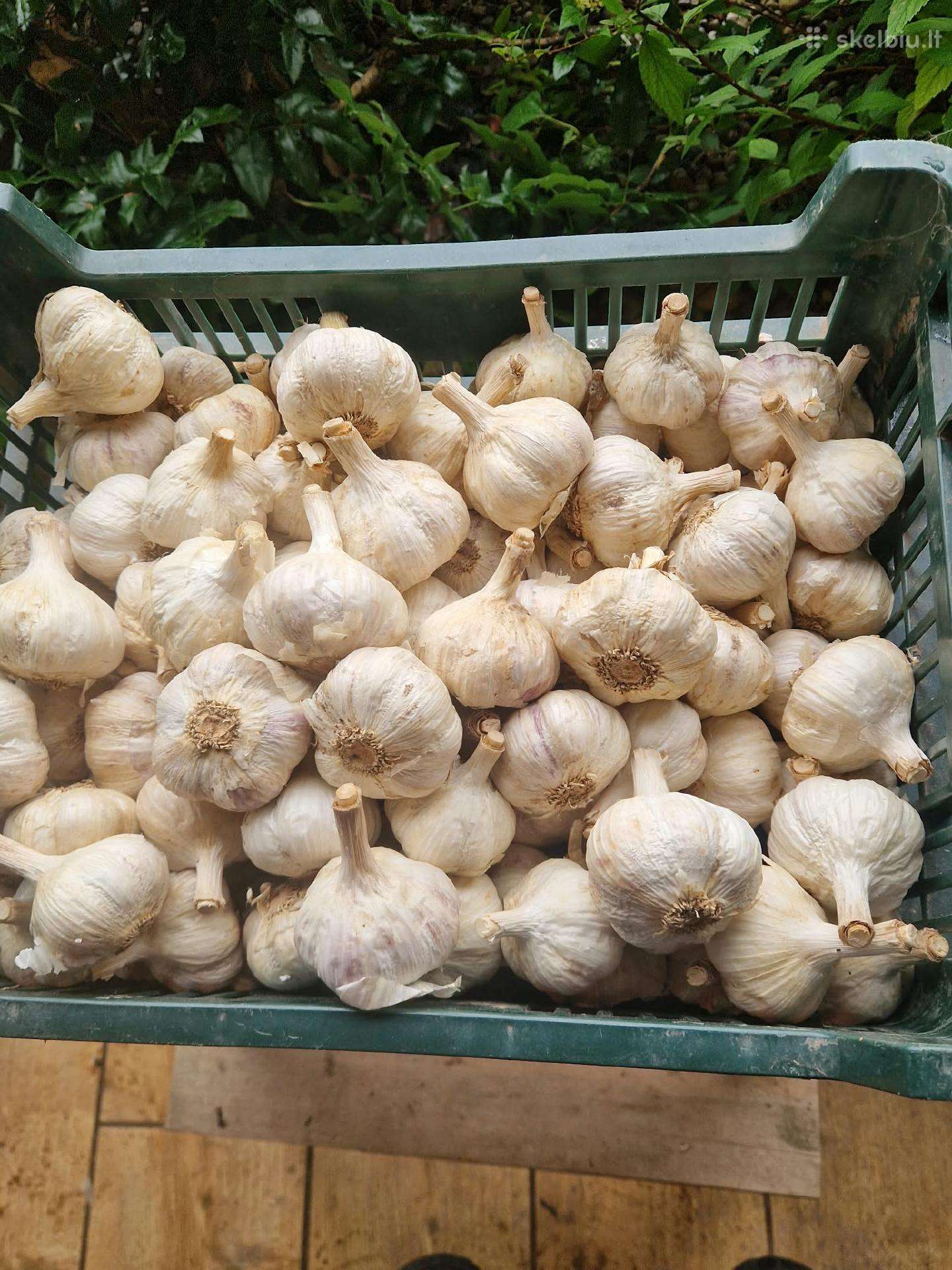 Česnakai