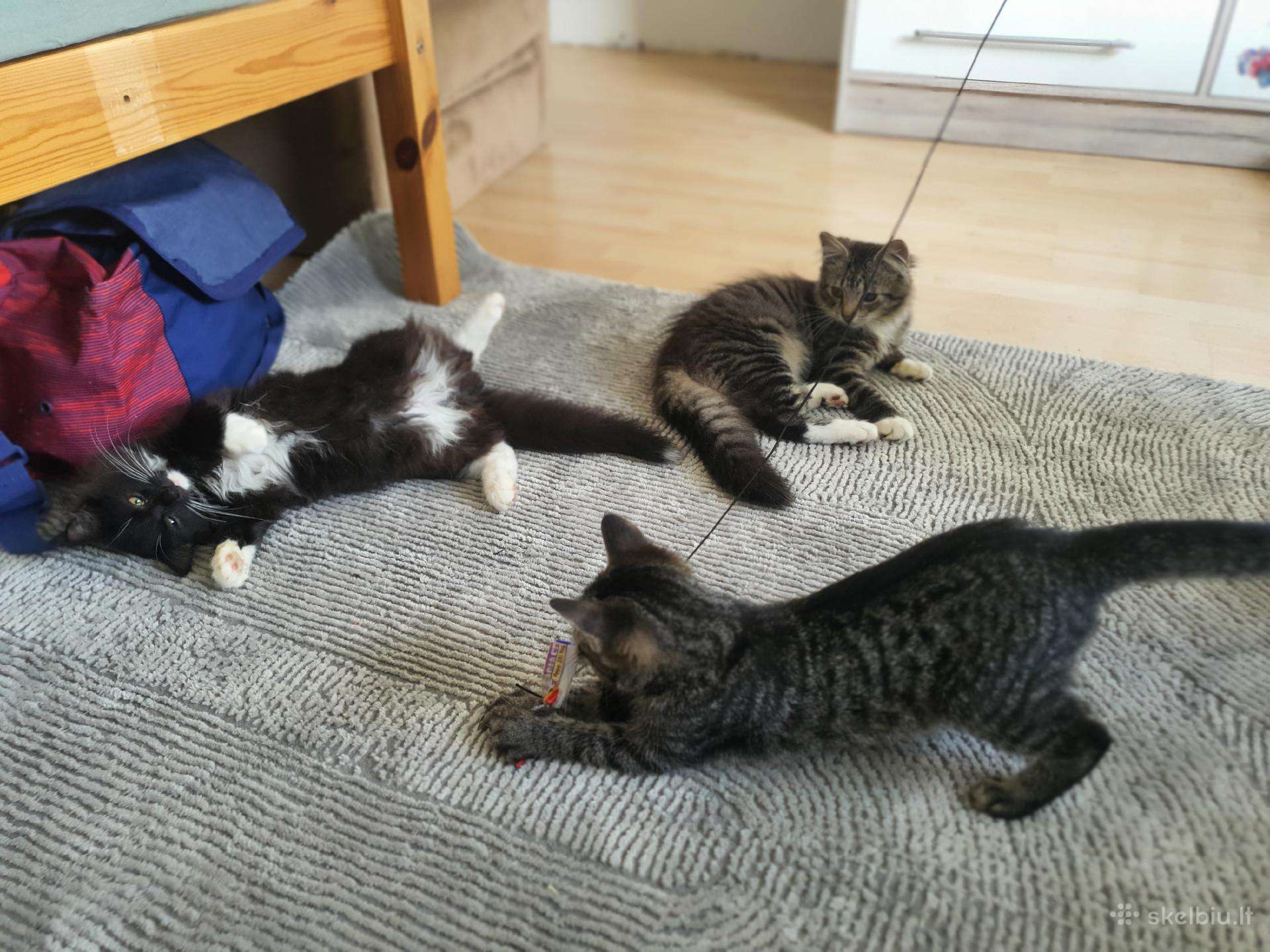Trims kačiukams ieškome rūpestingų šeimininkų