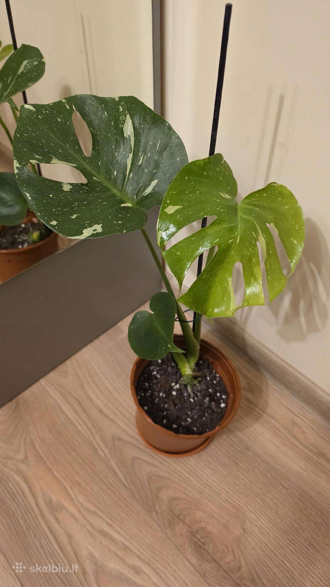 Monstera thai constelation