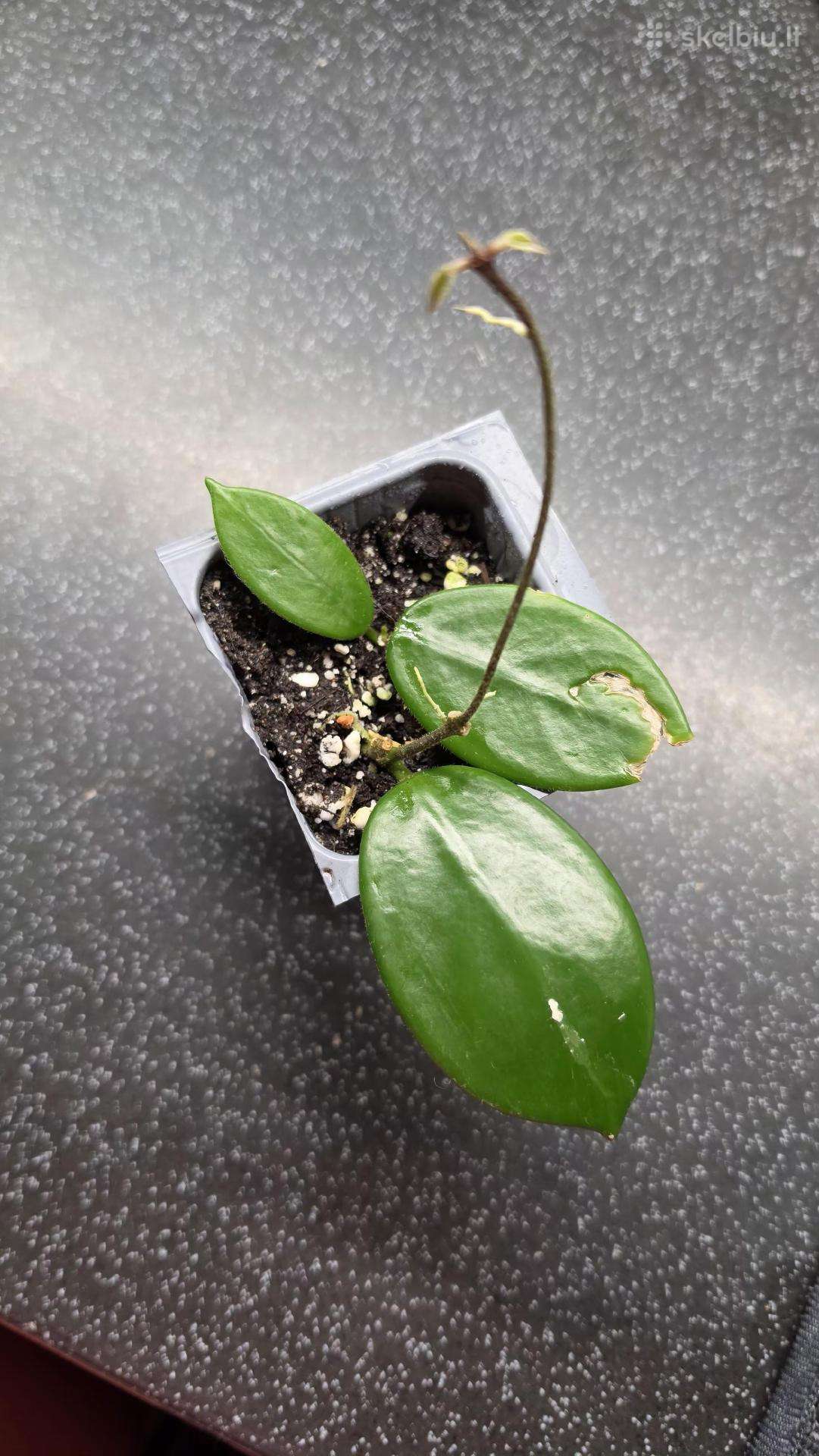 Vaškuolė hoya vangviengiensis