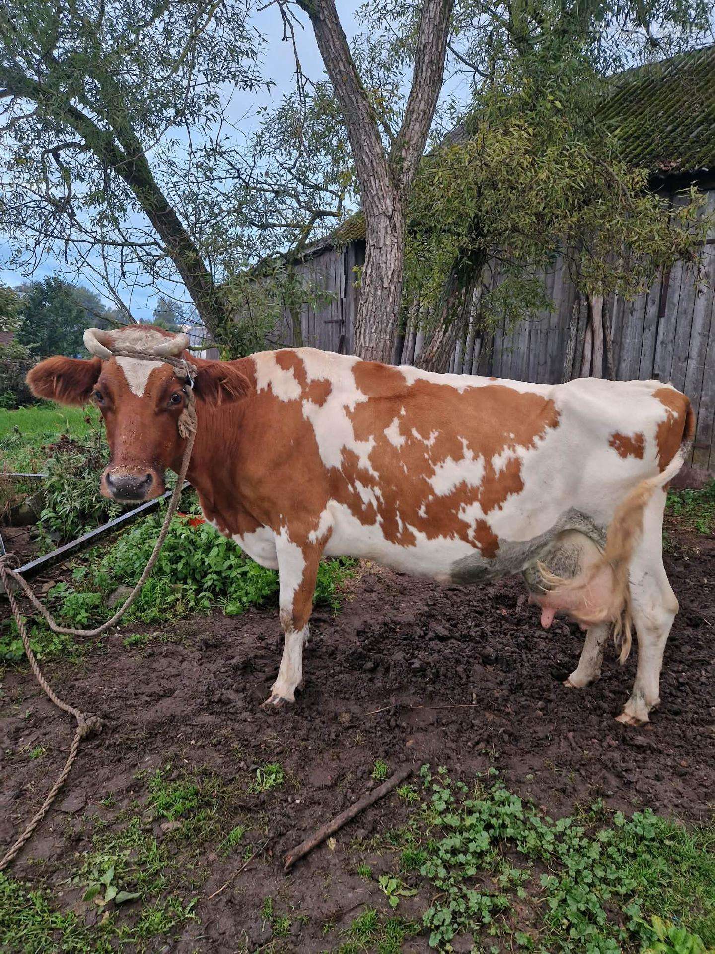 Parduodama karvė(7 veršių)