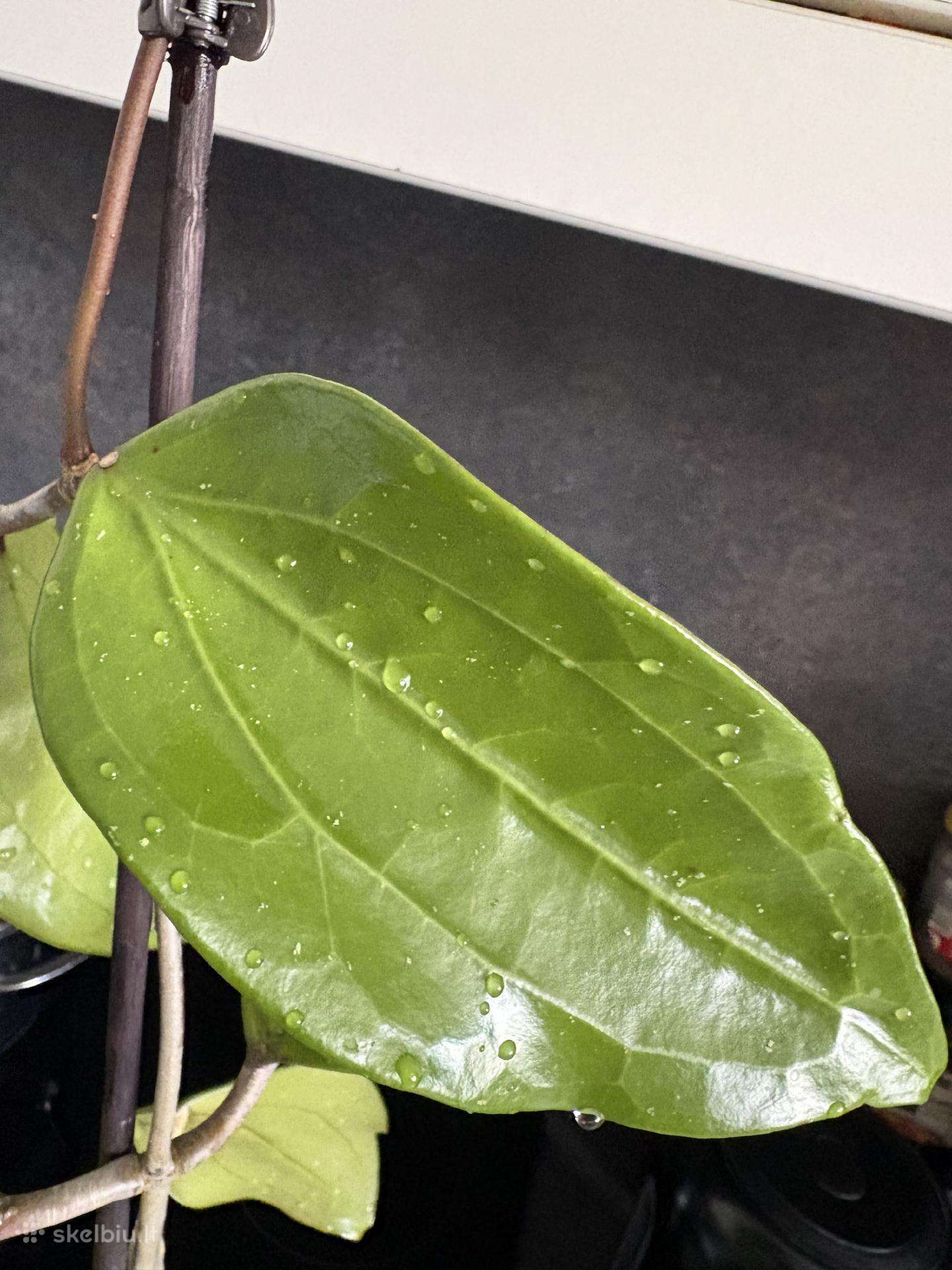 Hoya Polistachia