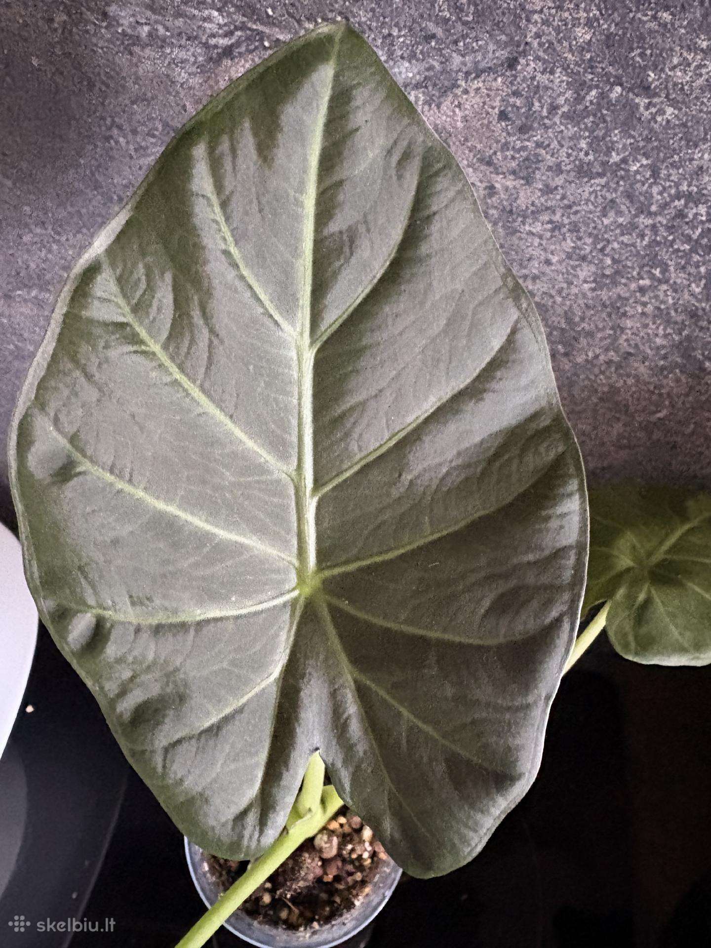 Alocasia Regal Shields