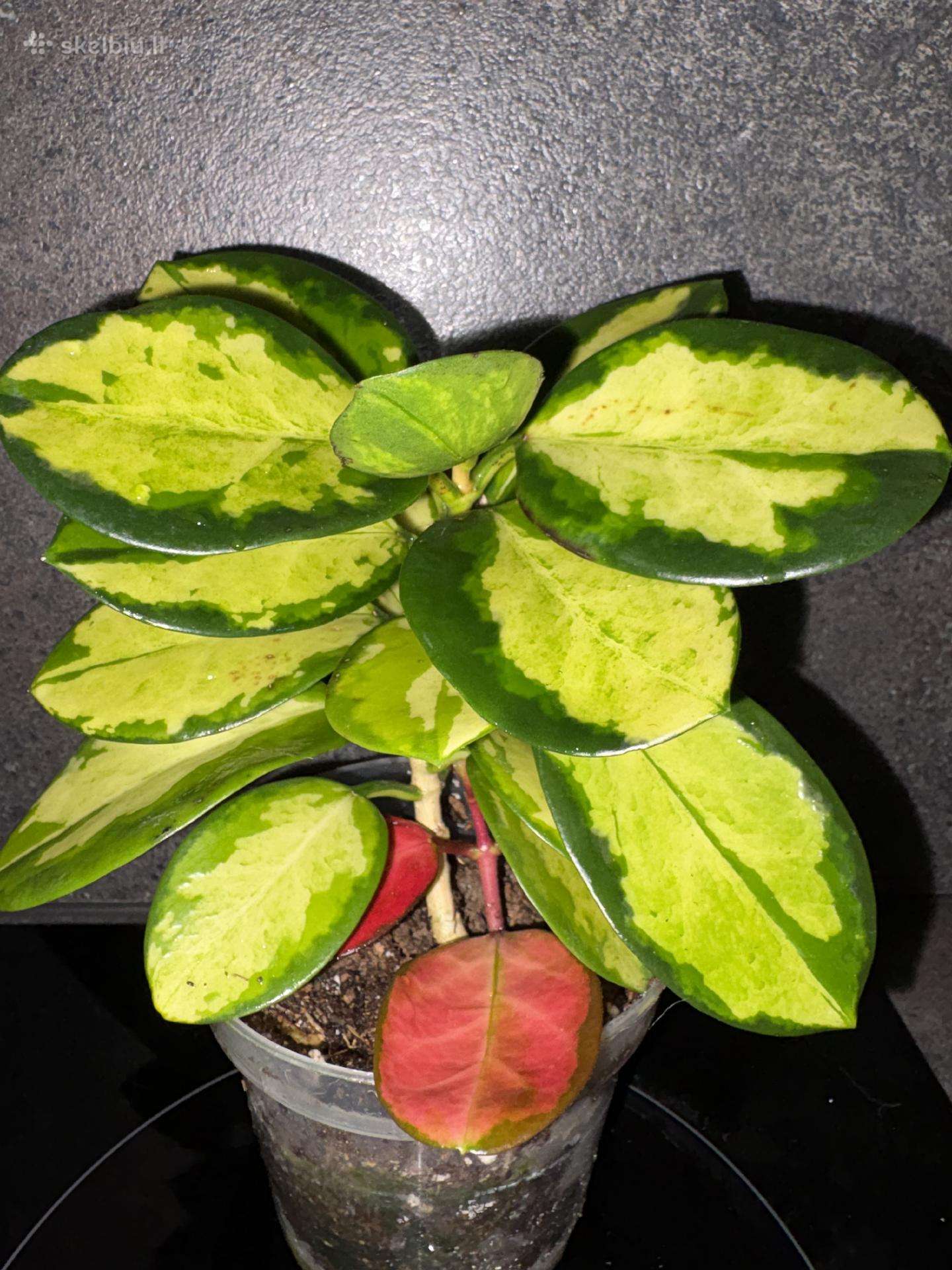 Hoya Australis Lisa