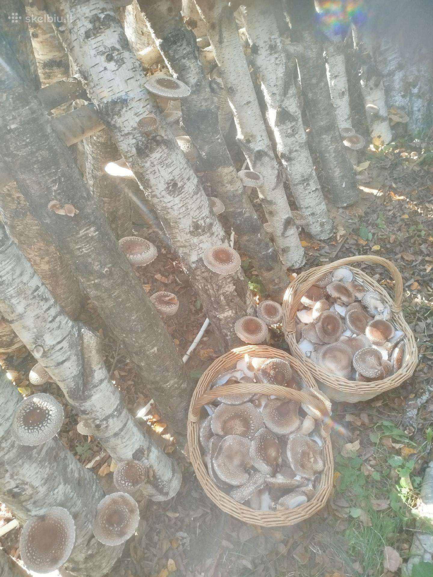 Parduodu shiitake grybus