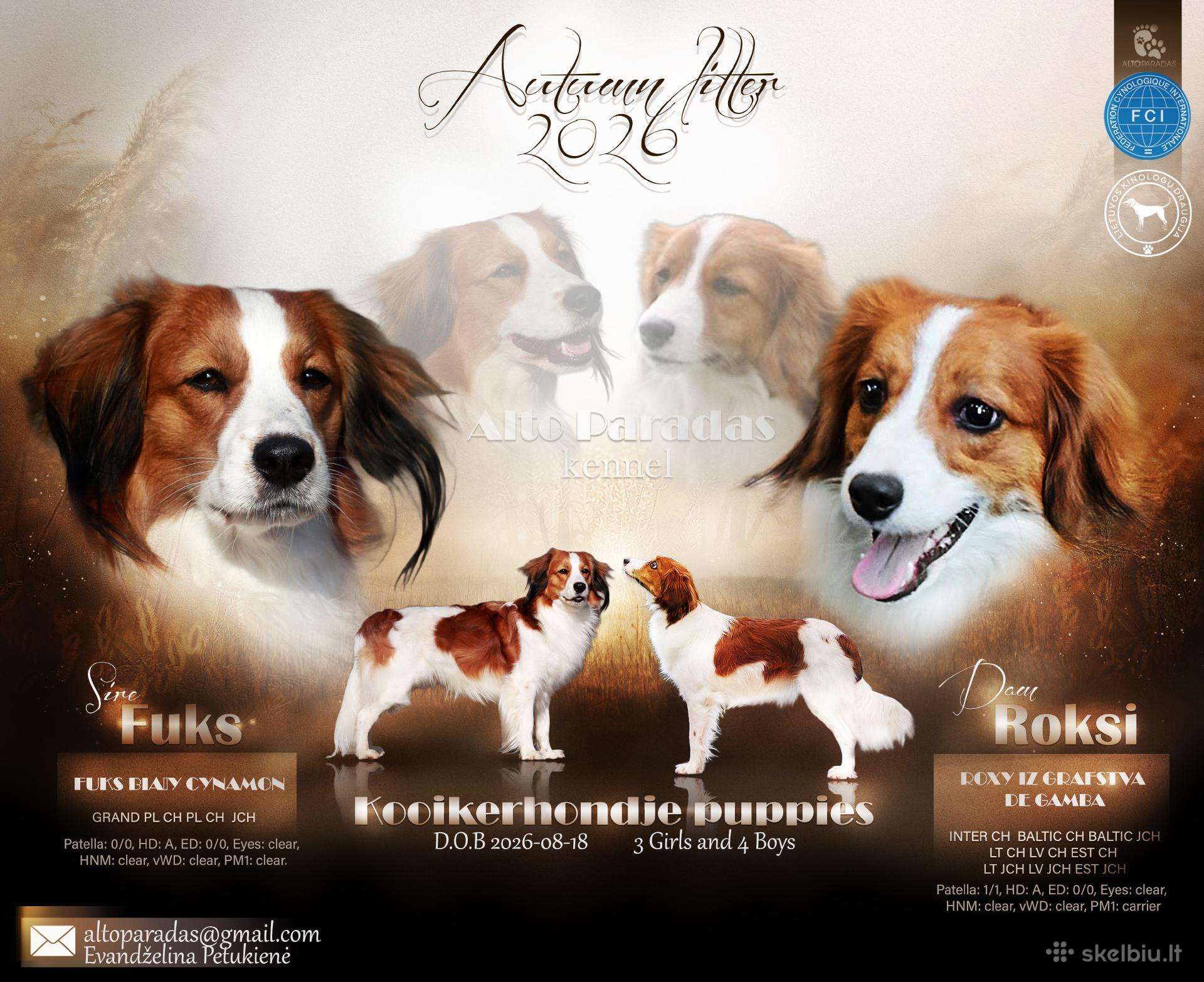 Nyderlandų spanieliai / Kooikerhondje