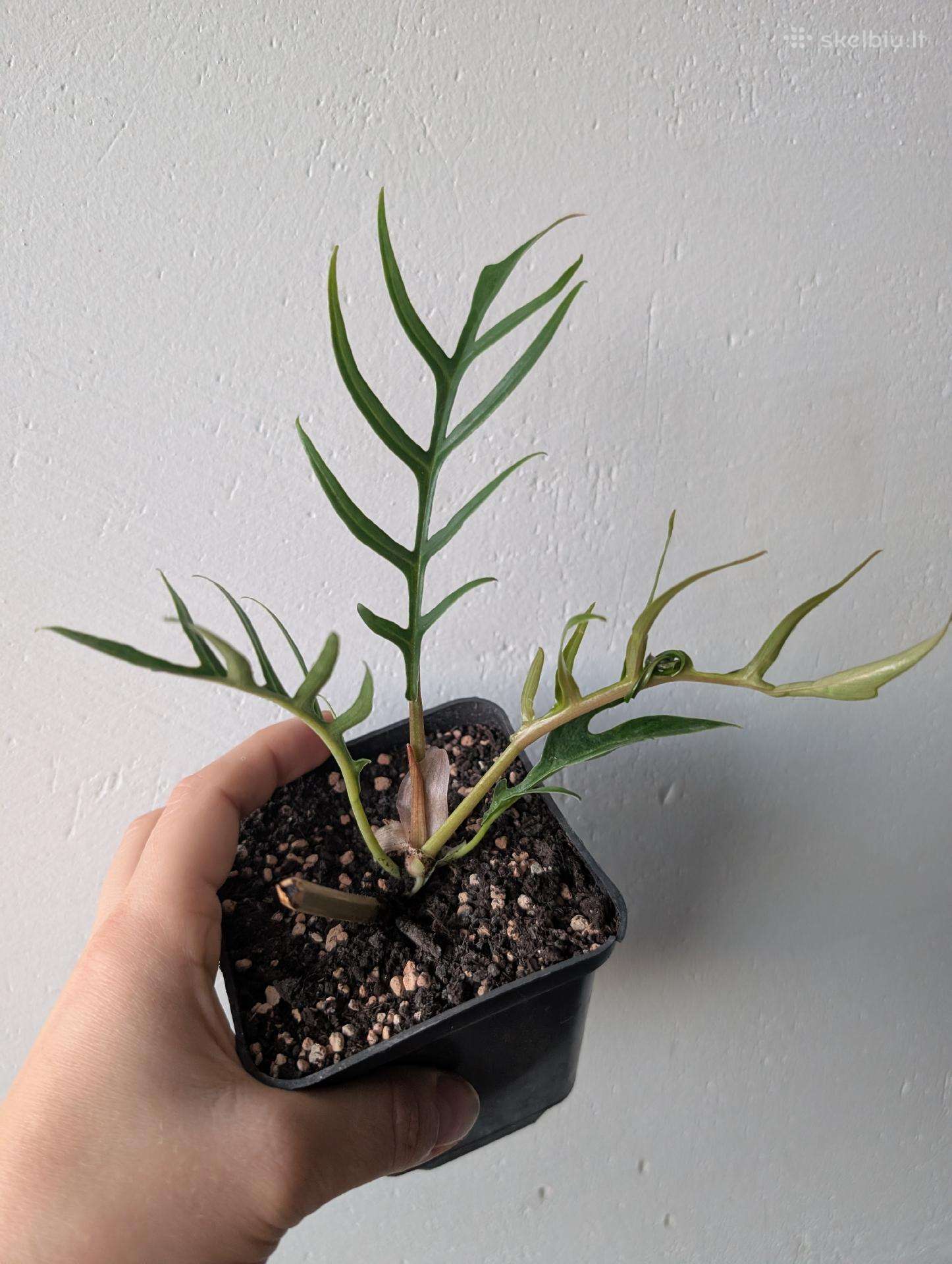 13€ philodendron tortum 13€