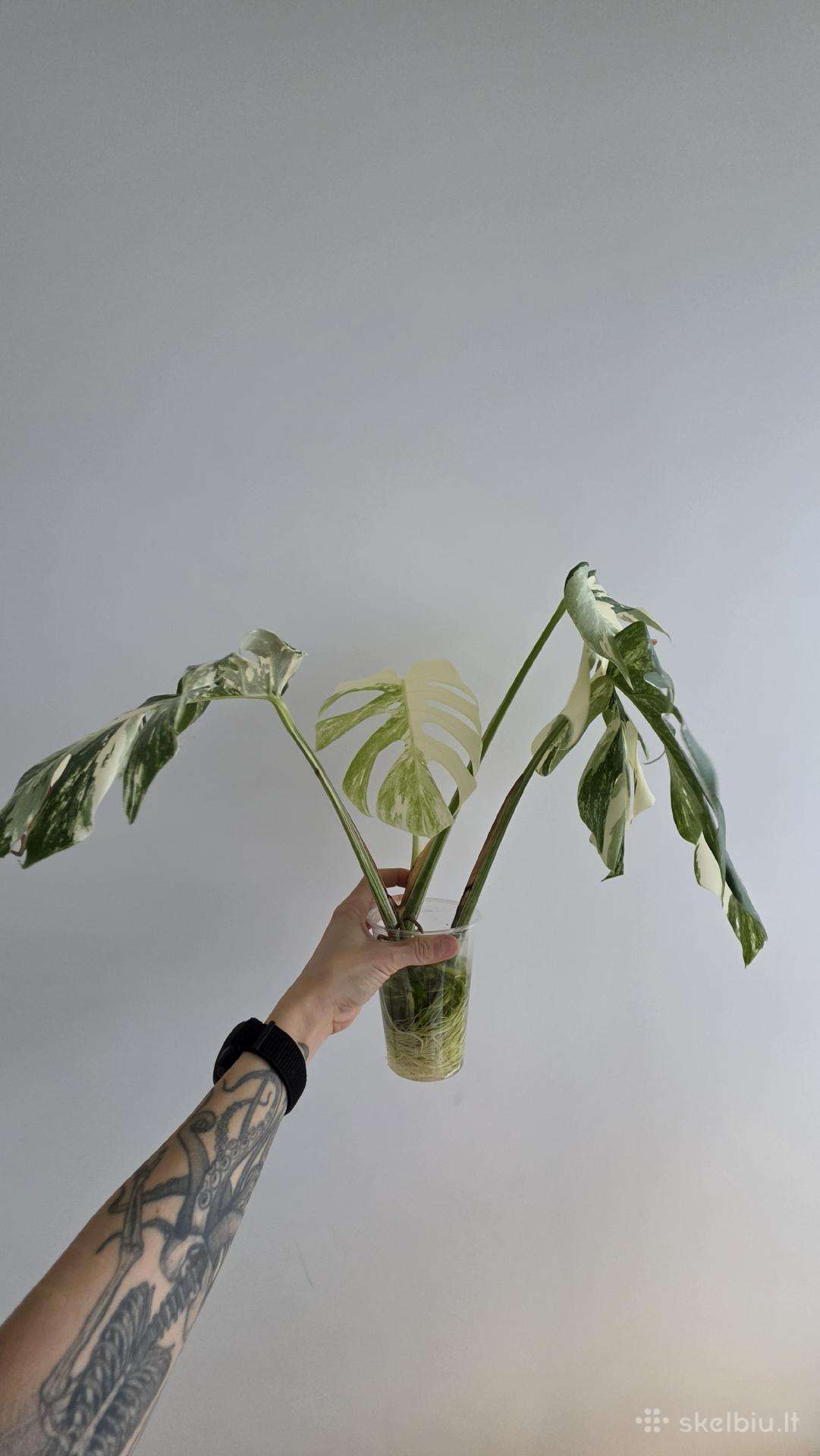 Monstera variegata