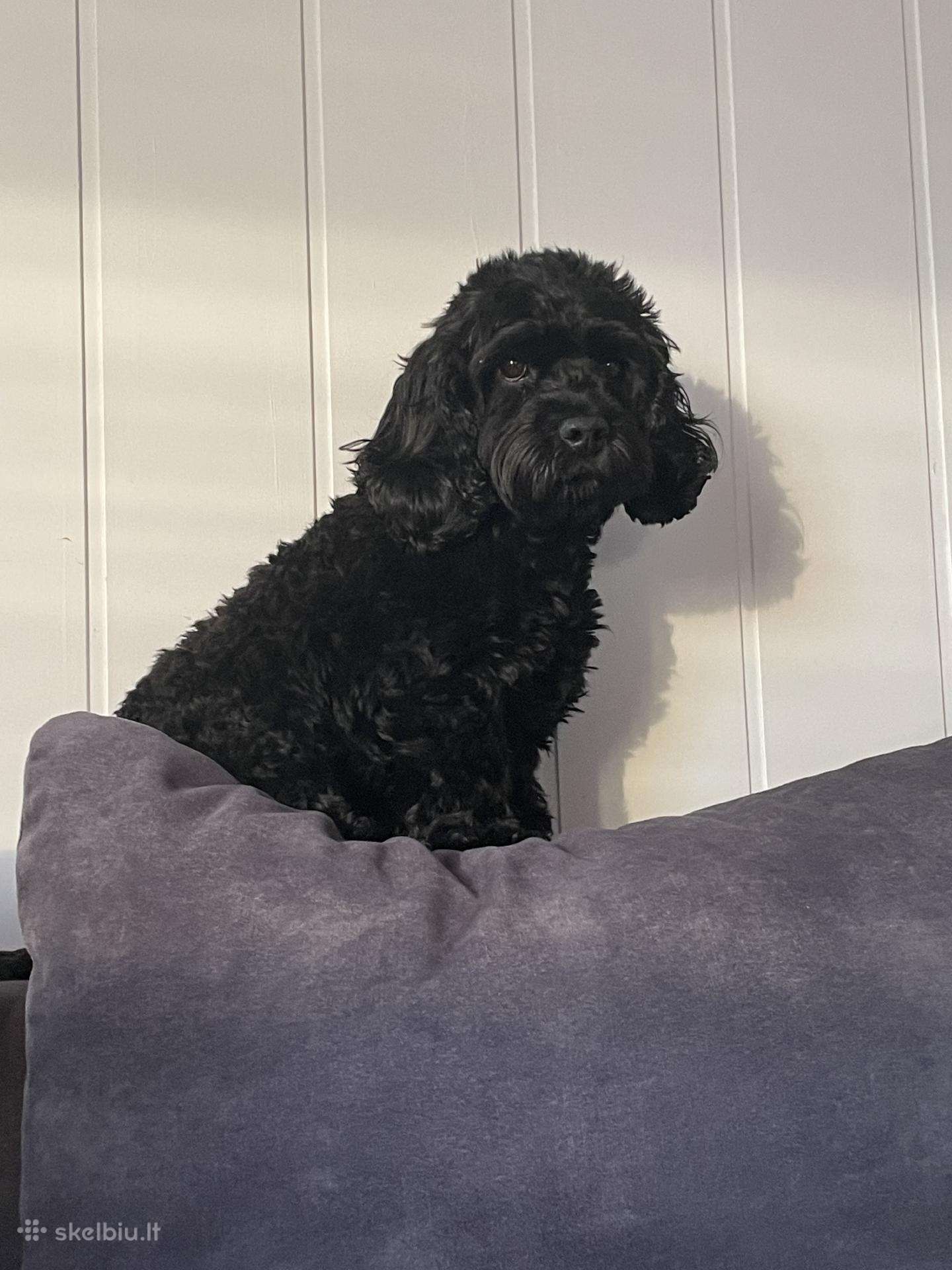 Cockapoo