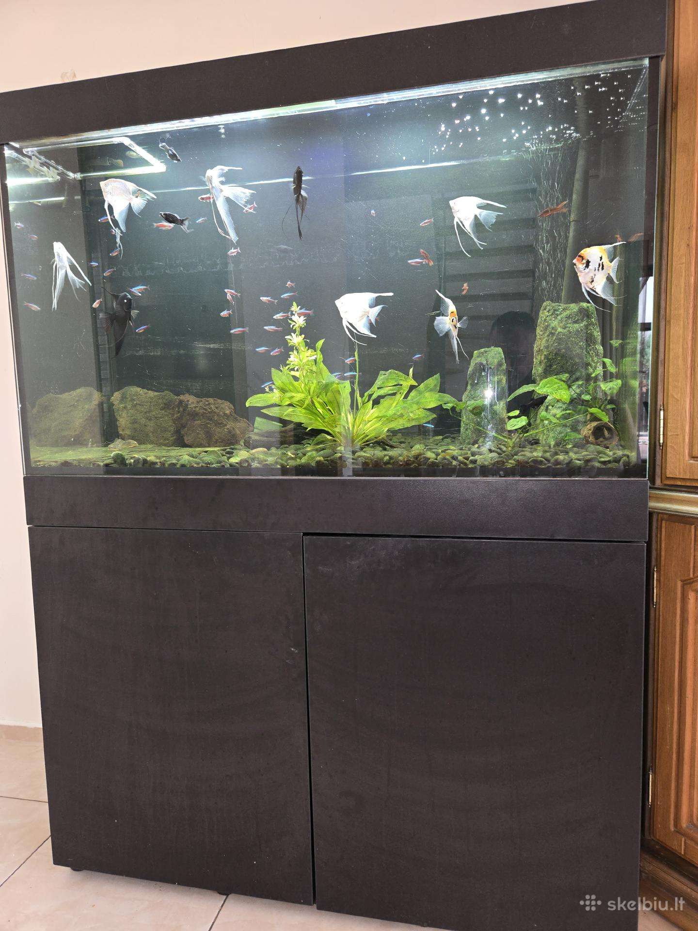 Akvariumas. Akvariumai su įranga,