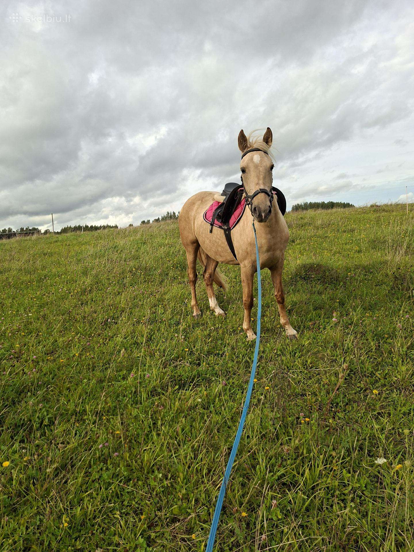 Parduodama kumele