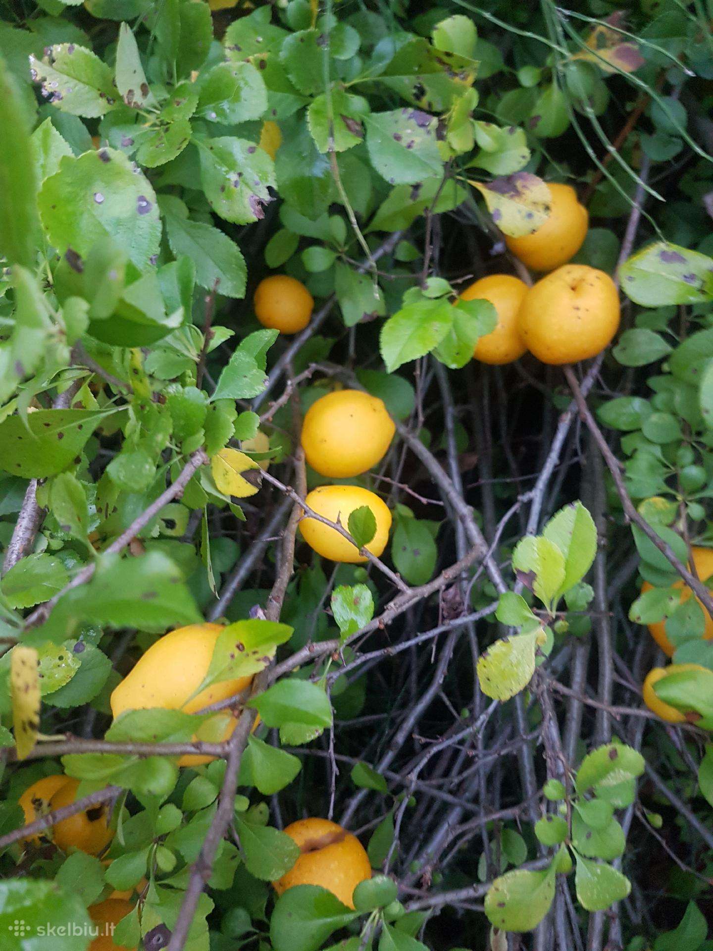 Parduodu svarainius