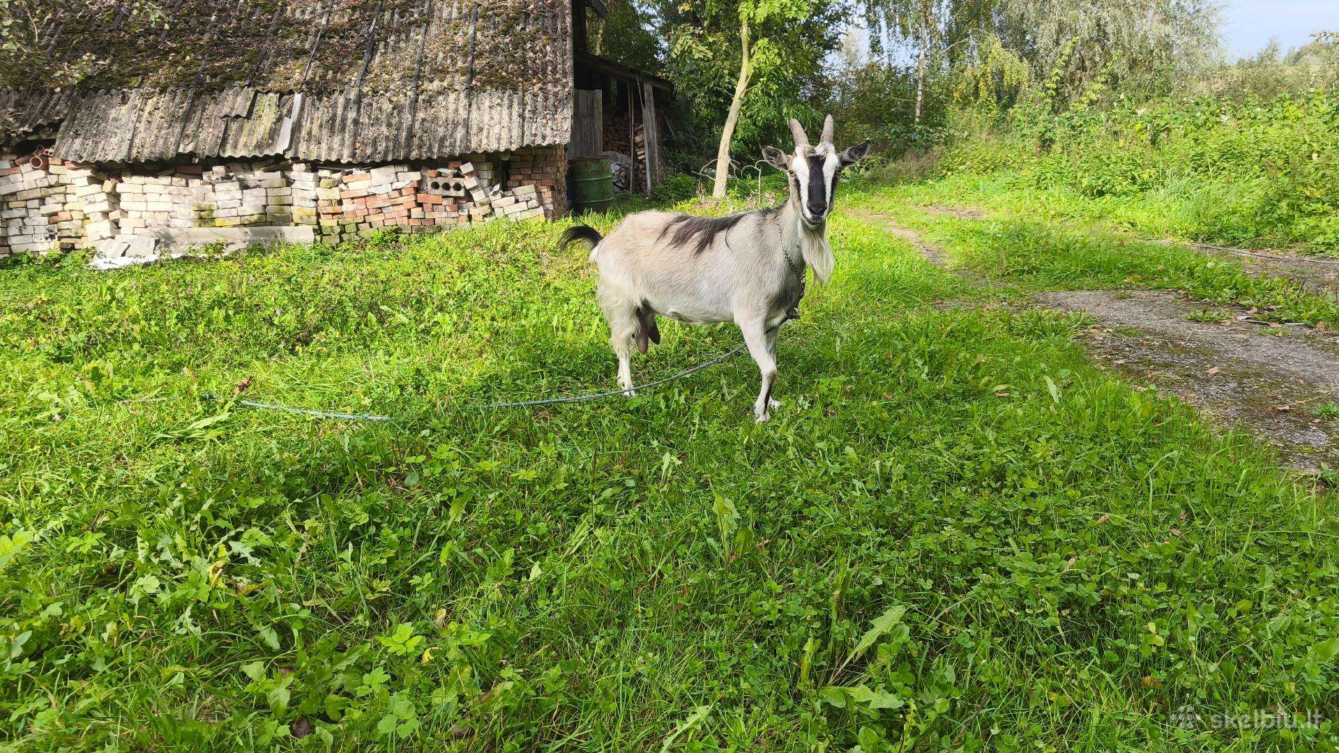 Ožka