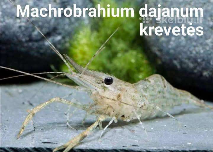 Akvatiumo krevetes