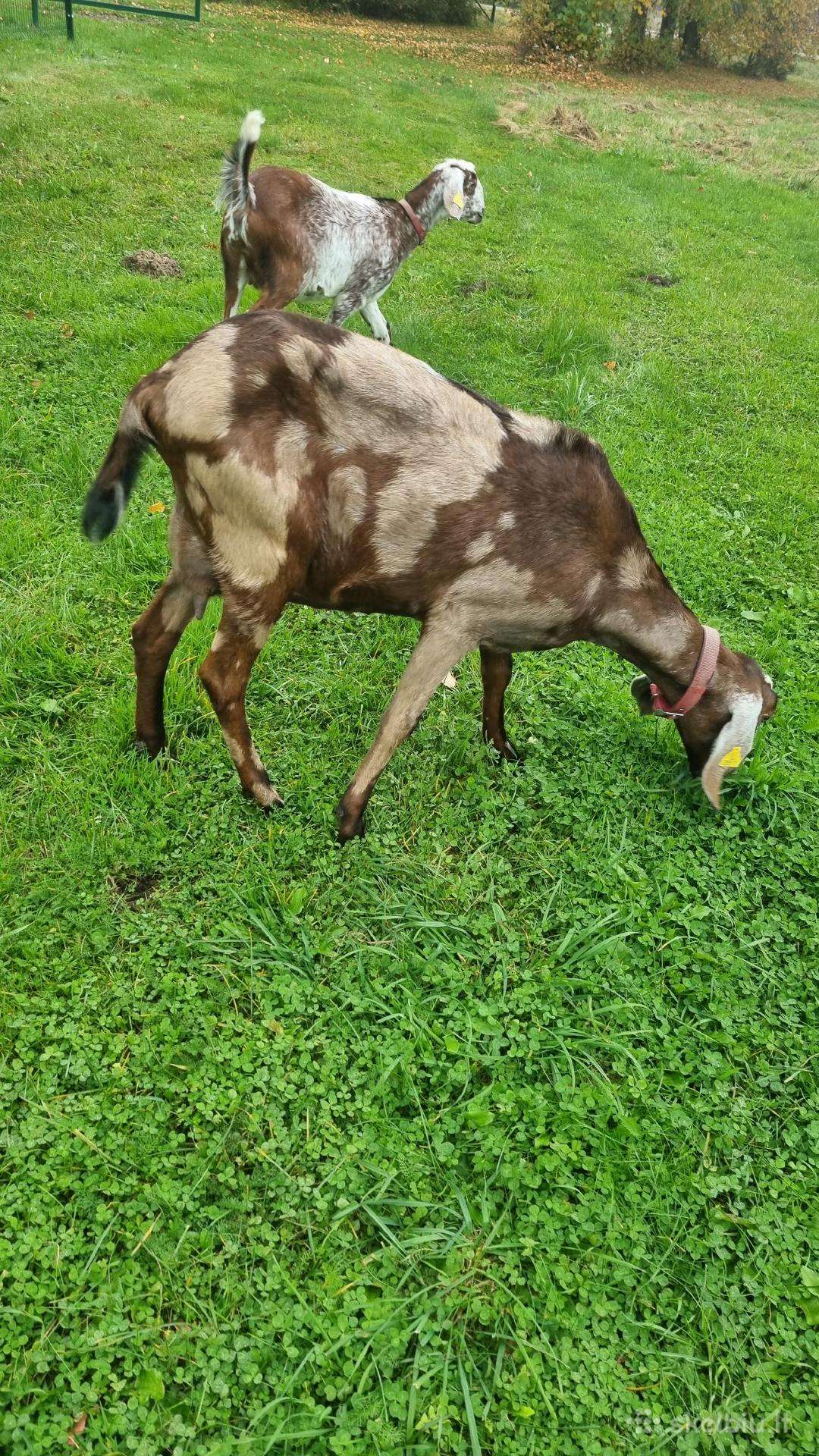 Anglu nubijos grynaveislės su dokumentais