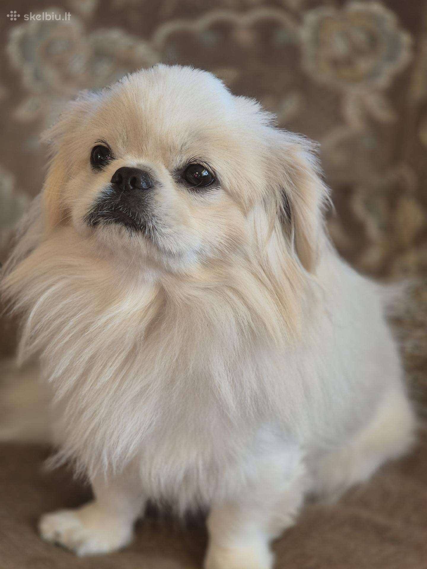 Baltas pekinukas