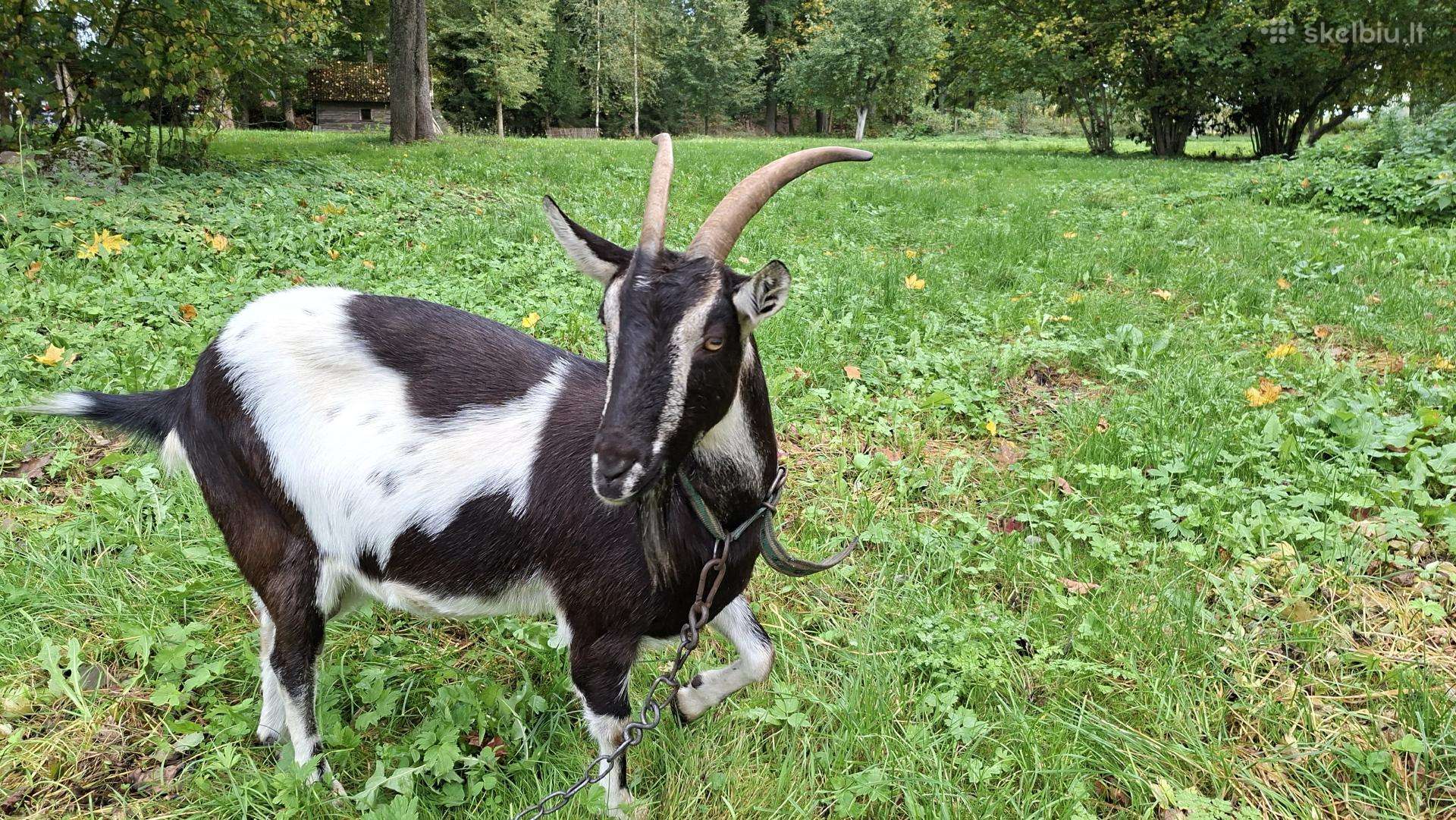 Ožka