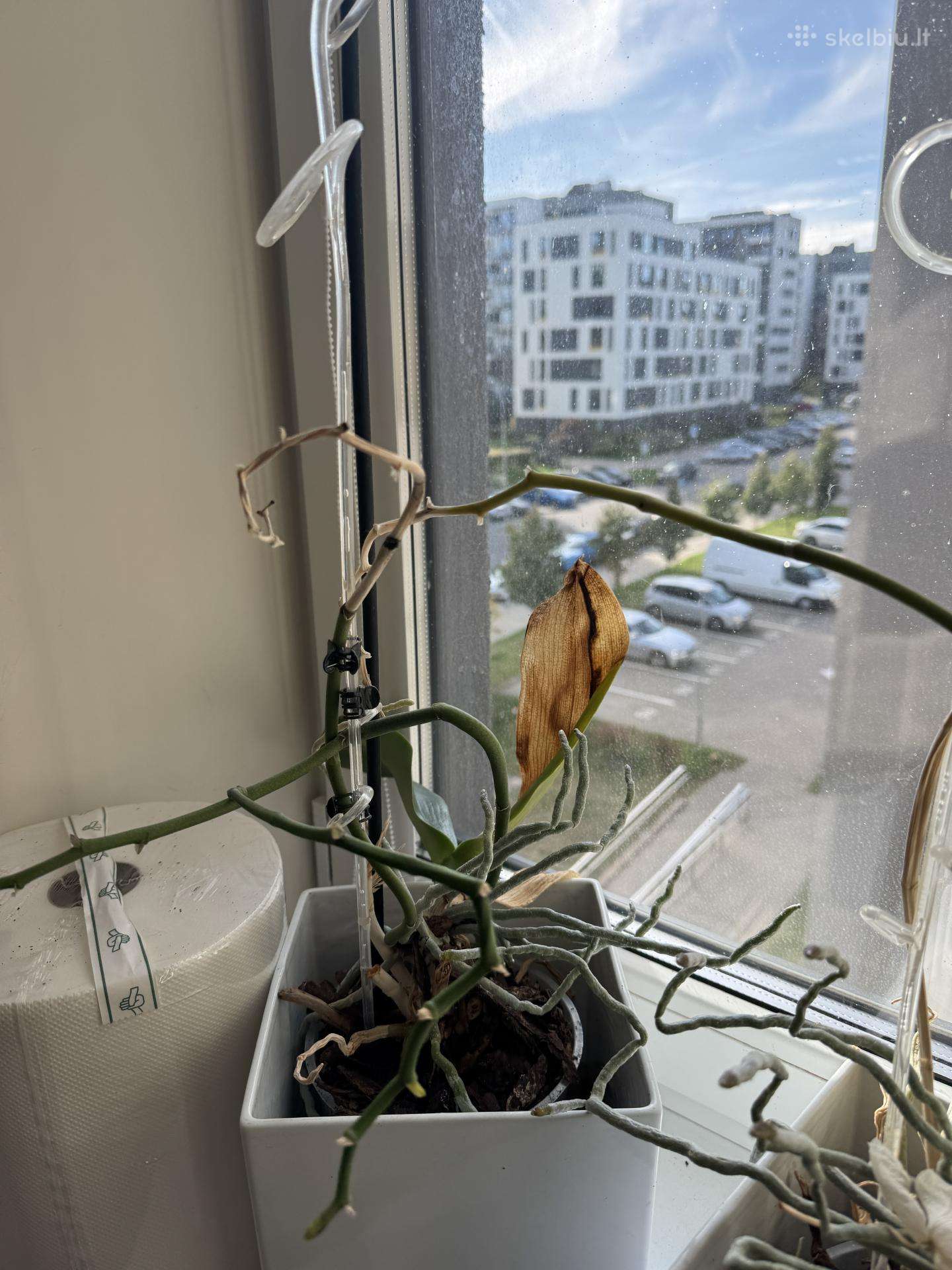 Dovanoju orchidėjas