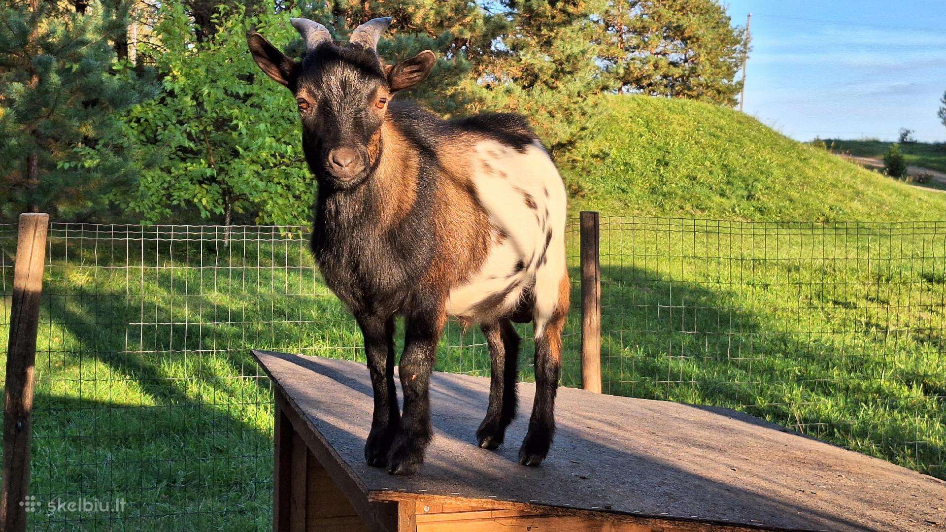 Mini olandų ožkyčių šeimyna